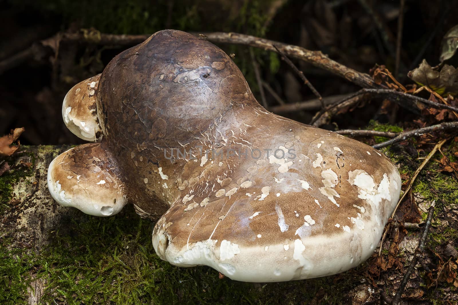 Bracket fungus growing from a decaying tree trunk in the autumn fall