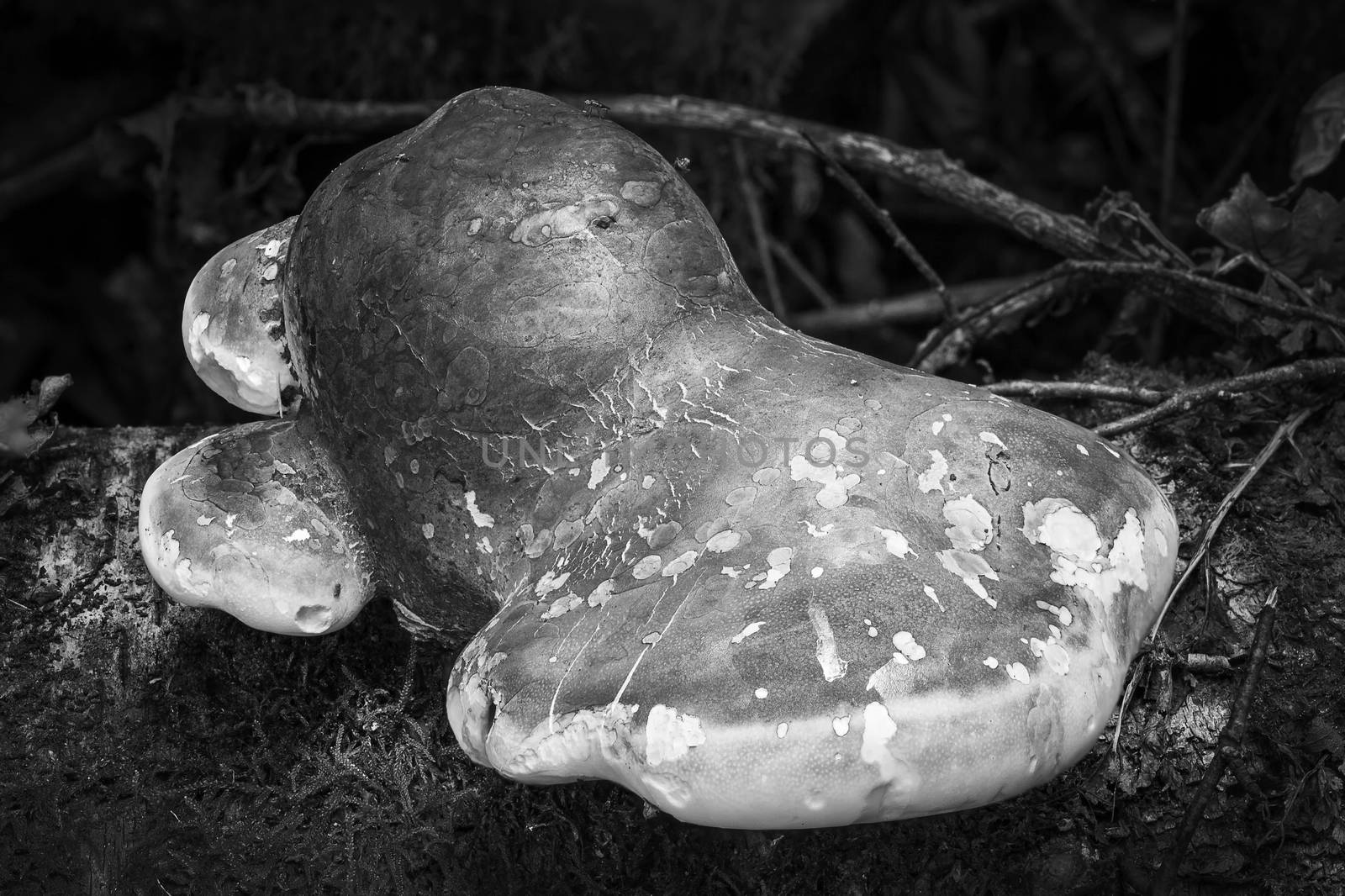 Bracket fungus fungi growing from a decaying tree trunk in the autumn fall black and white monochrome stock image