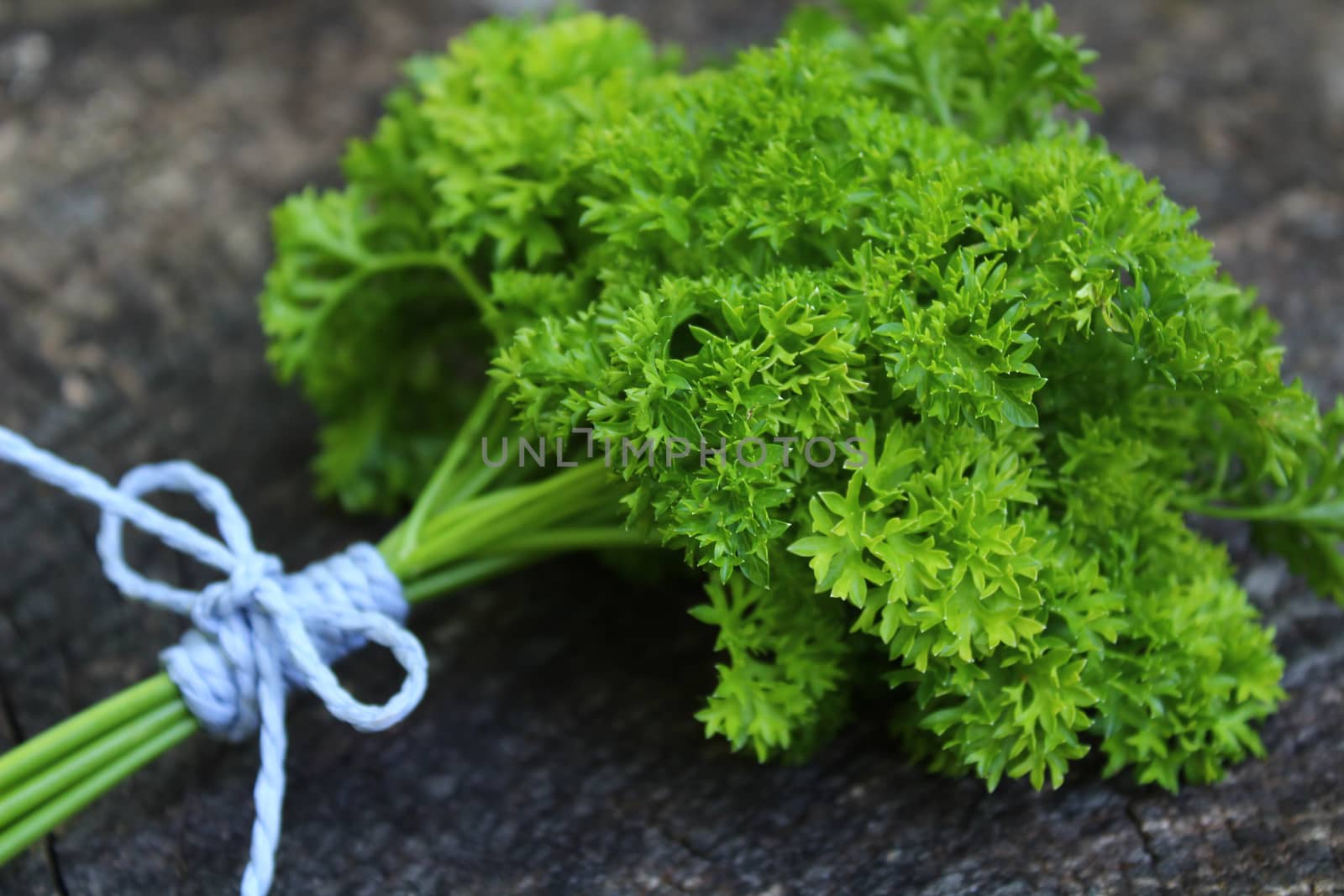 The picture shows a bunch of parsley on an old weathered tree trunk