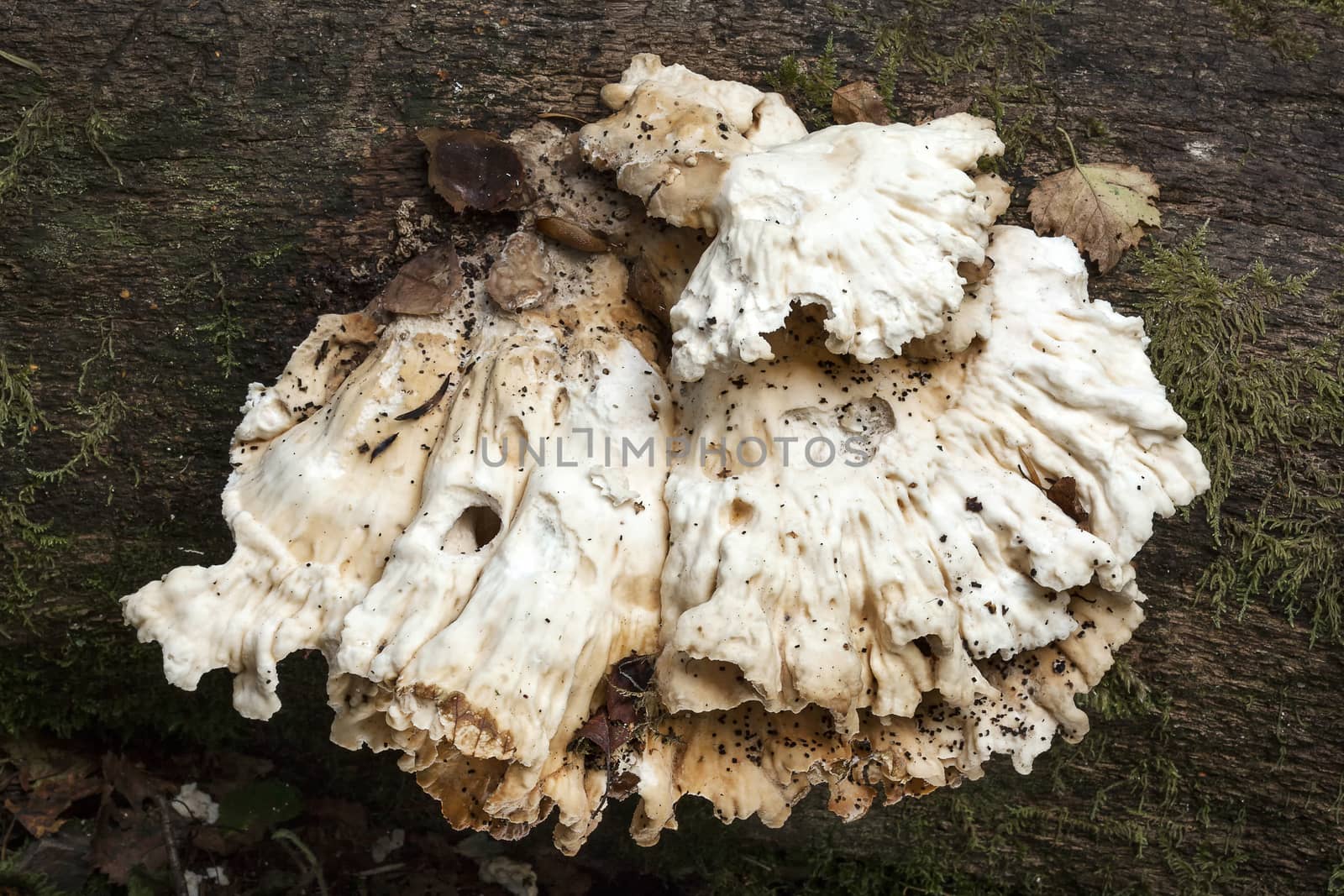 Bracket fungus growing on a decaying tree trunk in the autumn fall