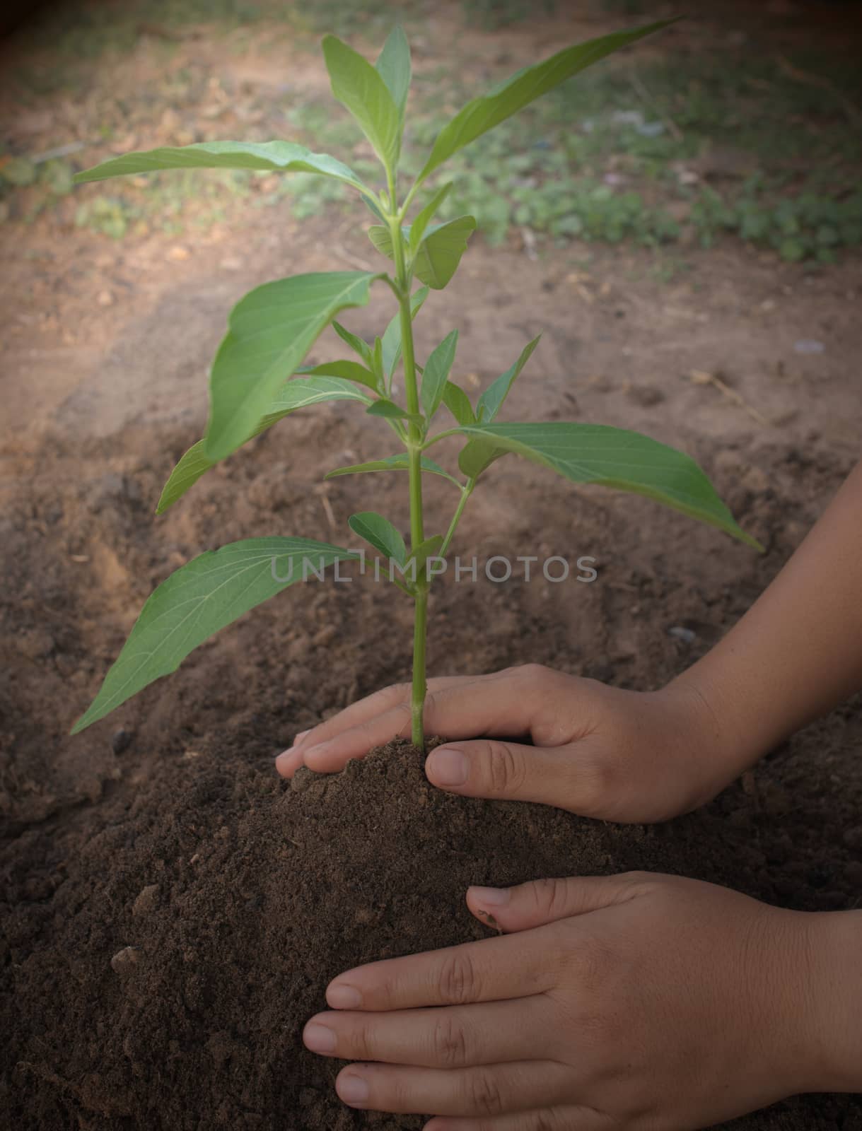 Two hands that support the newly planted seedlings Wonderful ima by noppha80