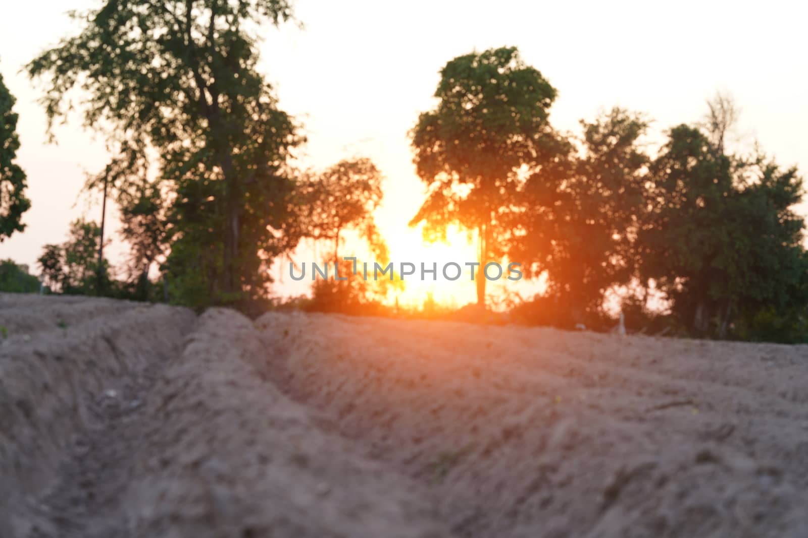 The land area that is prepared because of the planting of agriculture when the sky is clear at the setting sun in Thailand.