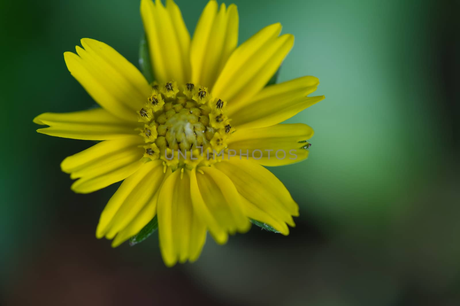 Yellow flowers, black background, green, beautiful petals, bright, cheerful, lively The area for text on the right, copy area, focus on pollen and background blur.