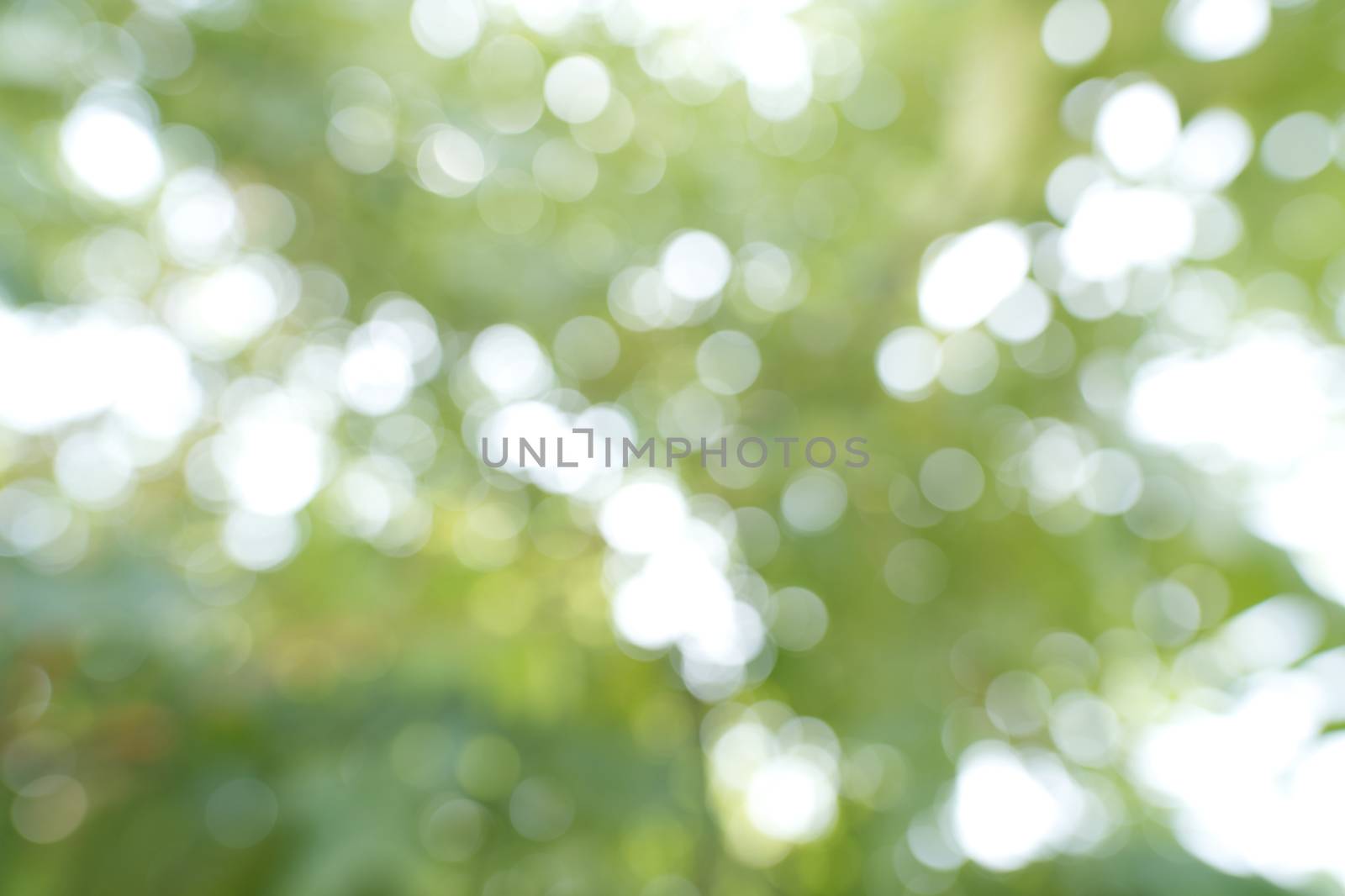 Abstract, the green bokeh background from a tree in a forest garden represents a fresh, bright