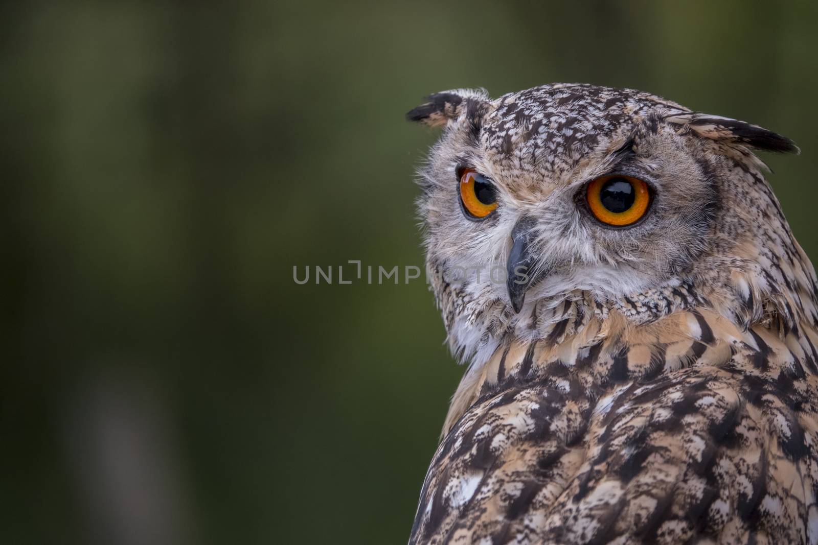 one single owl bird by compuinfoto