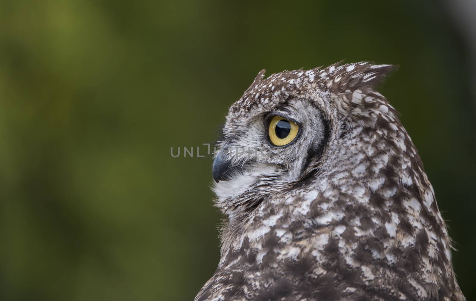one owl in the forest with green blur background