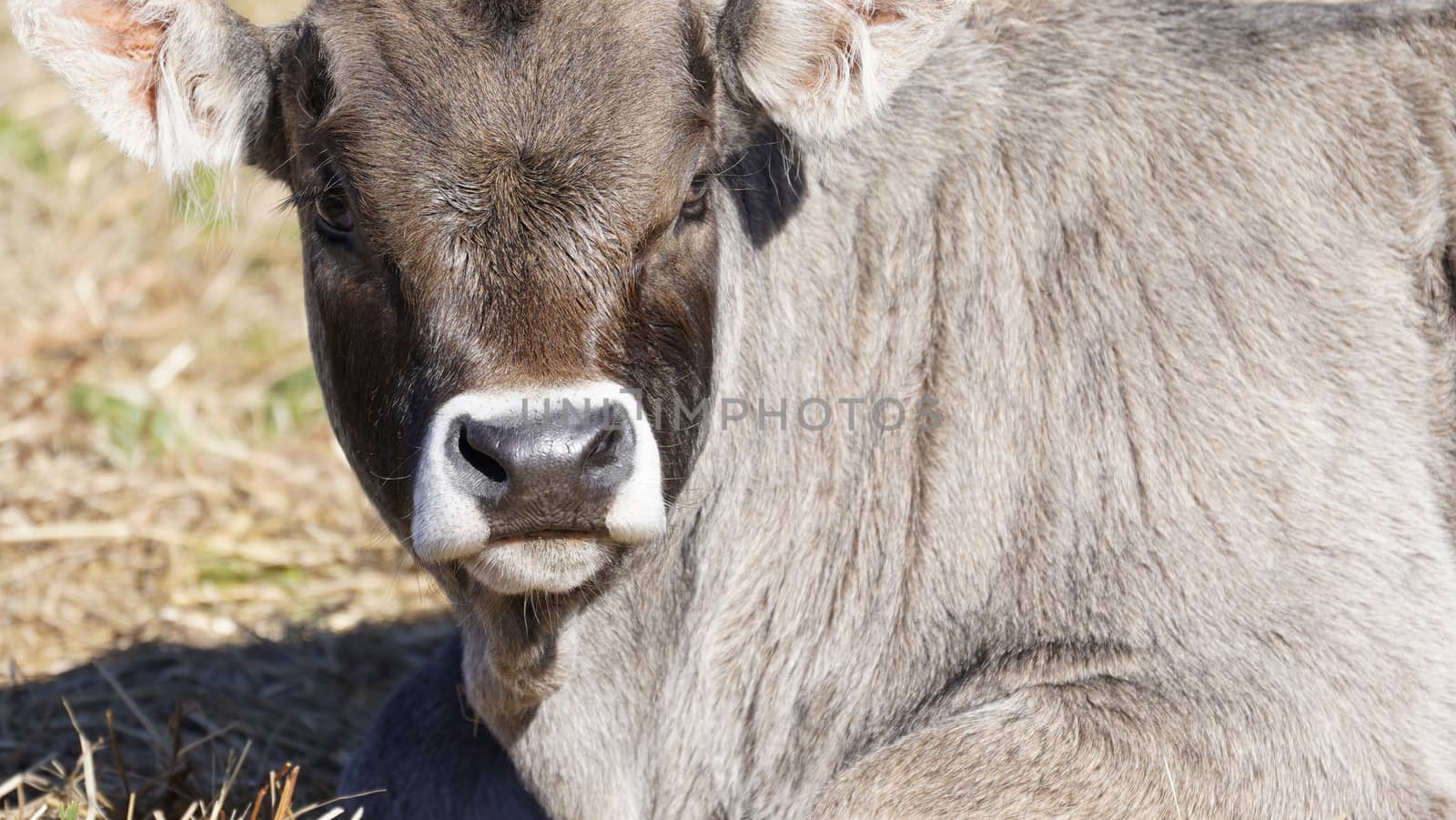 Farm animals in freedom concept: closeup of the muzzle of a light brown cow looking into the camera by robbyfontanesi