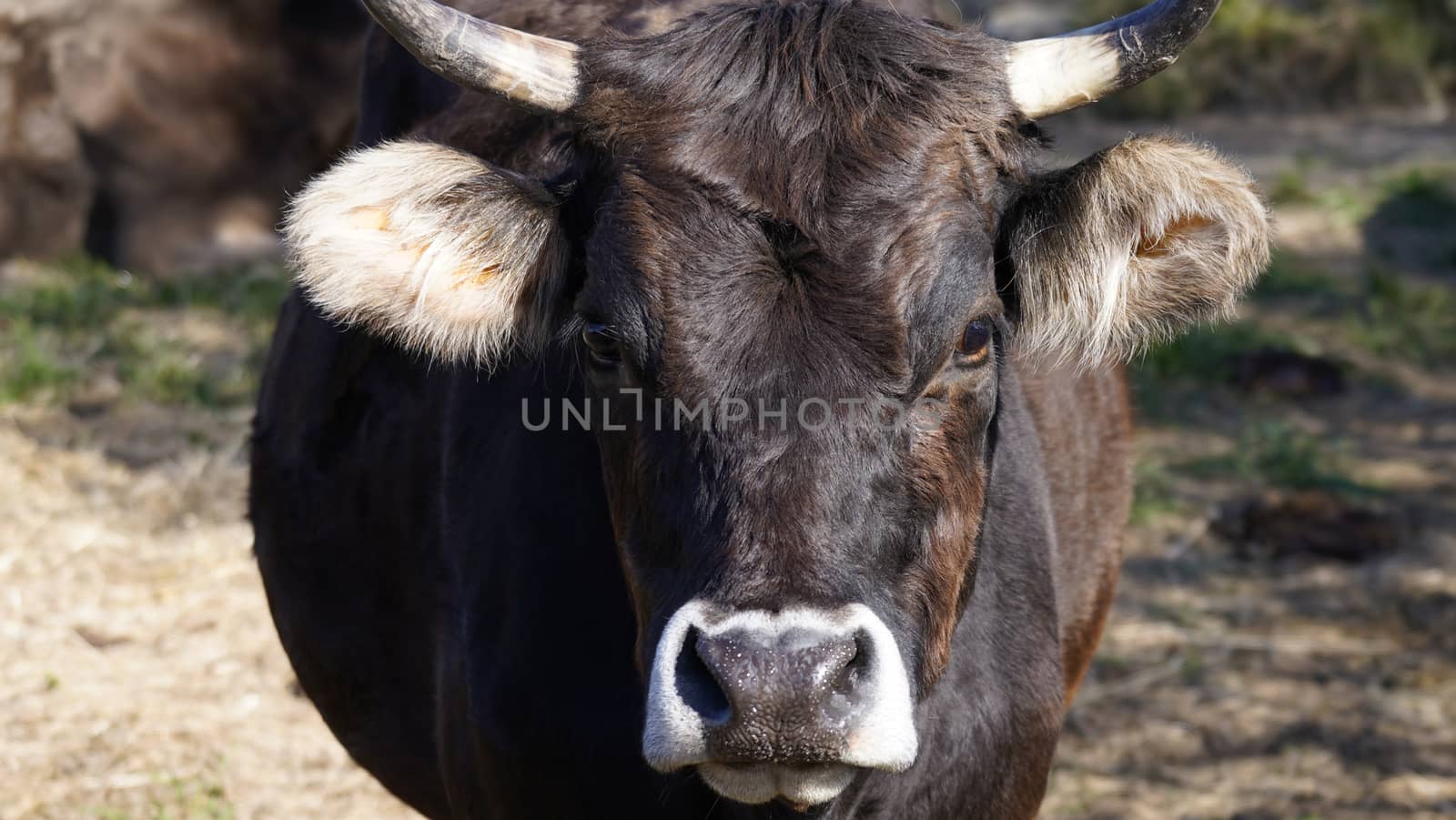 Farm animals in freedom concept: closeup of the muzzle of a dark brown cow looking into the camera