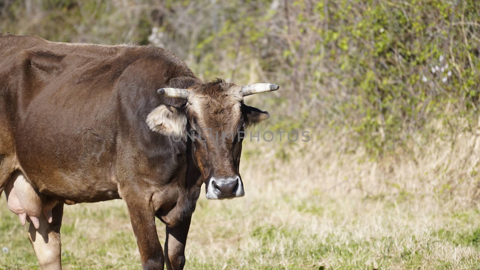 Farm animals in freedom concept: a dark happy brown cow grazes freely in a meadow by robbyfontanesi