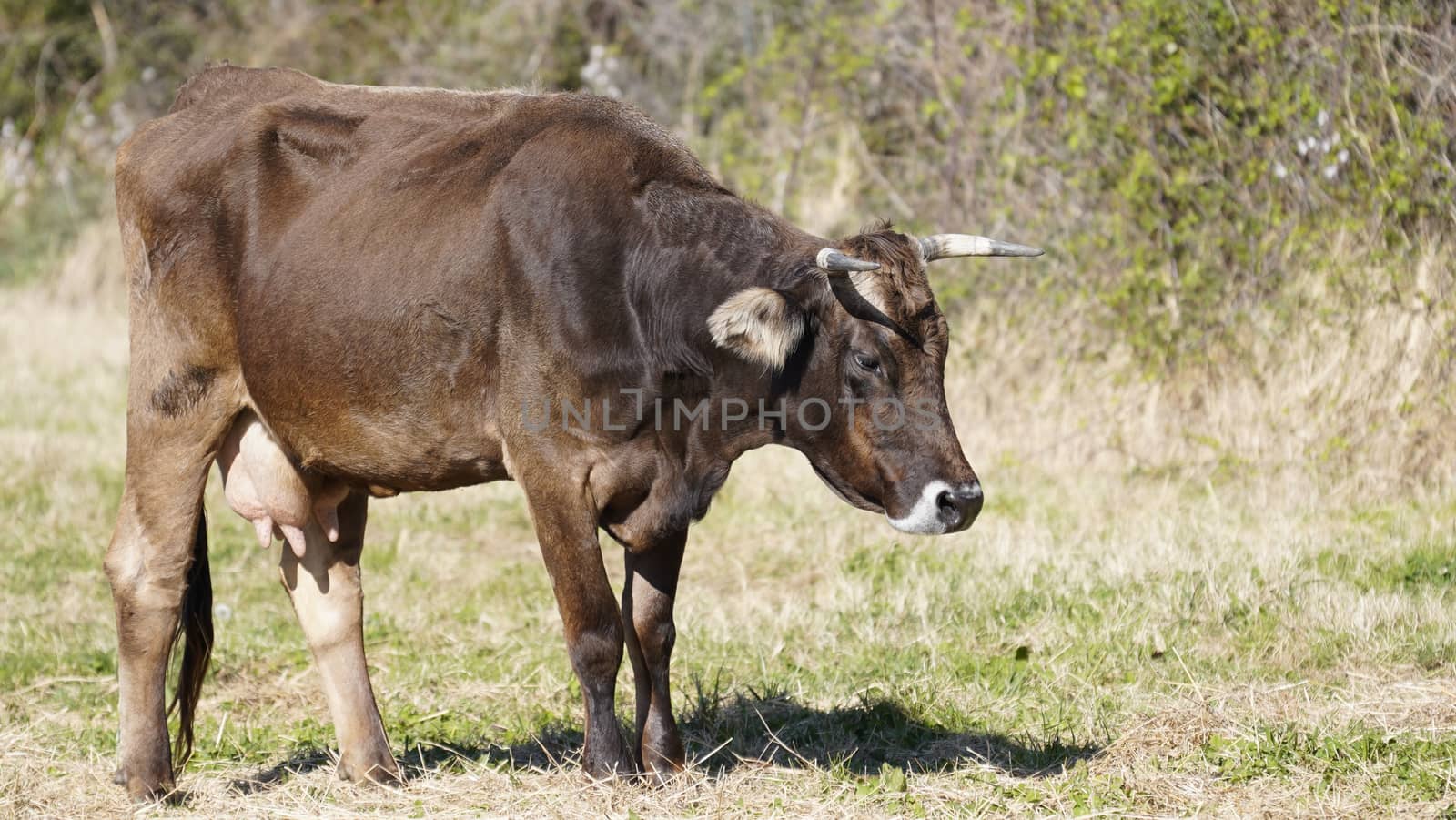 Farm animals in freedom concept: a dark happy brown cow grazes freely in a meadow by robbyfontanesi