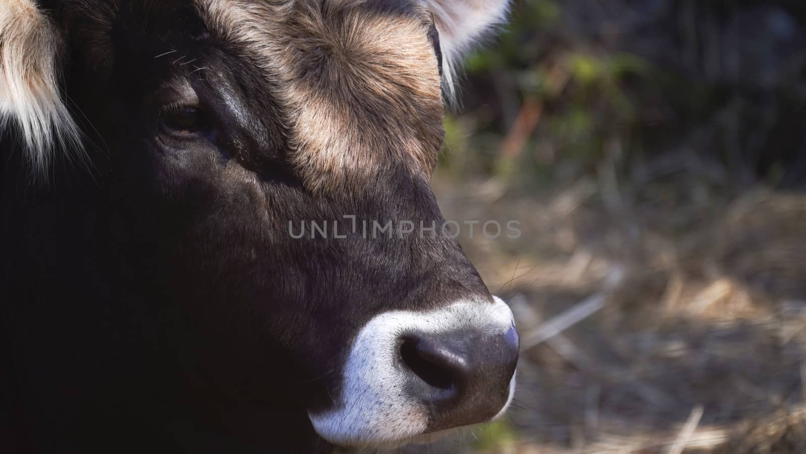 Farm animals in freedom concept: side closeup of the muzzle of a dark brown cow looking into the camera