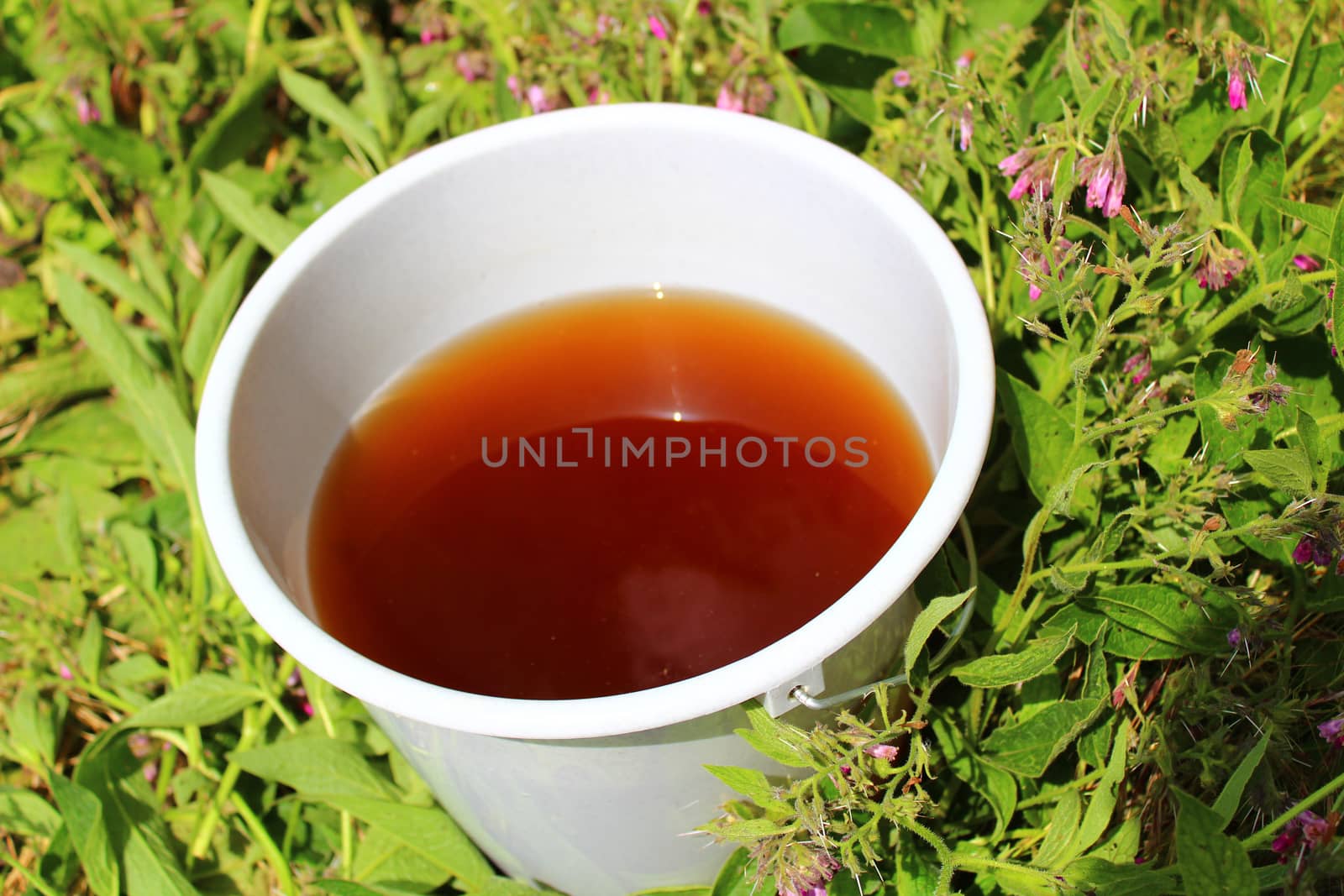 The picture shows liquid manure from comfrey in a comfrey field