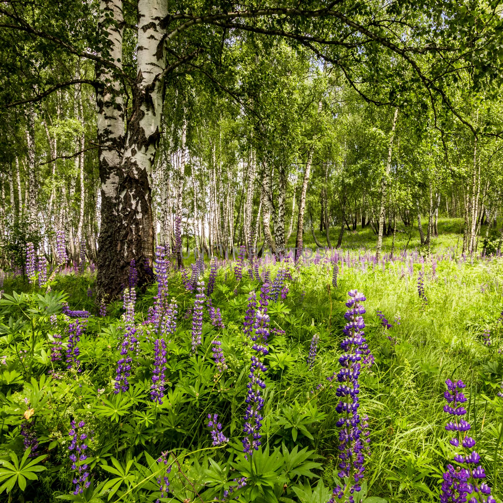 Purple lupins in a birch forest among the trunks on a summer day. Landscape.