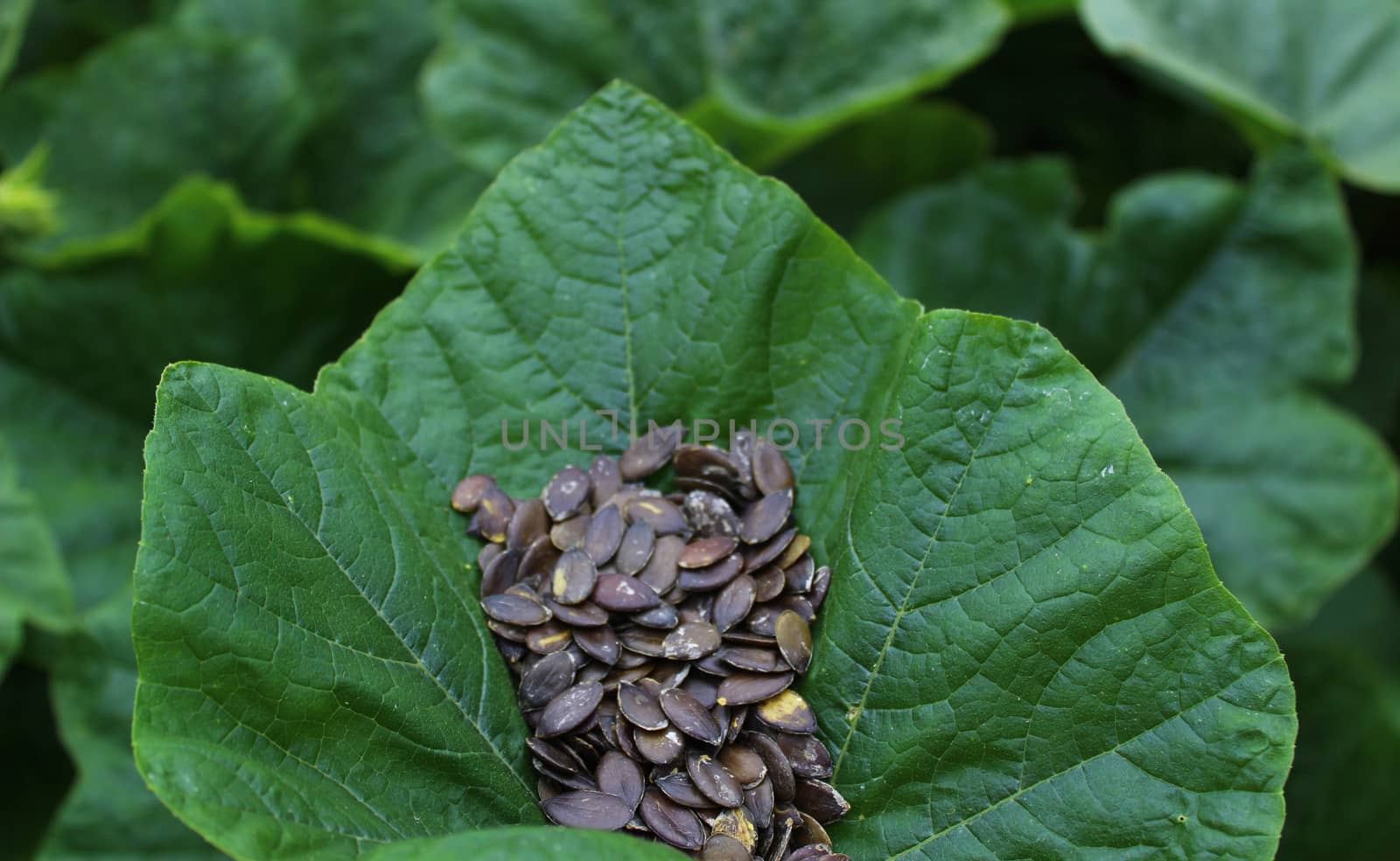 pumpkin seeds in a pumpkin leaf by martina_unbehauen