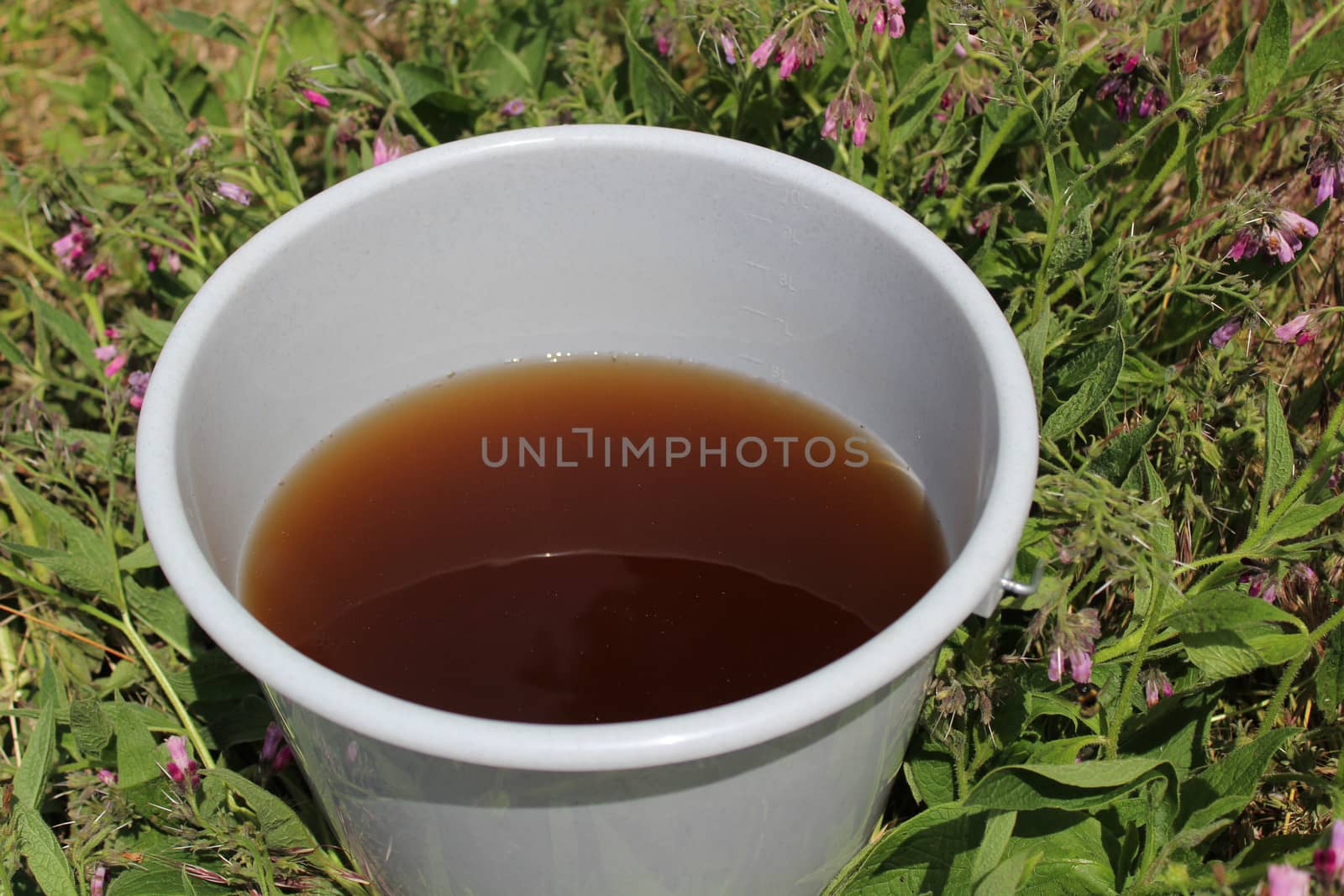 The picture shows liquid manure from comfrey in a comfrey field