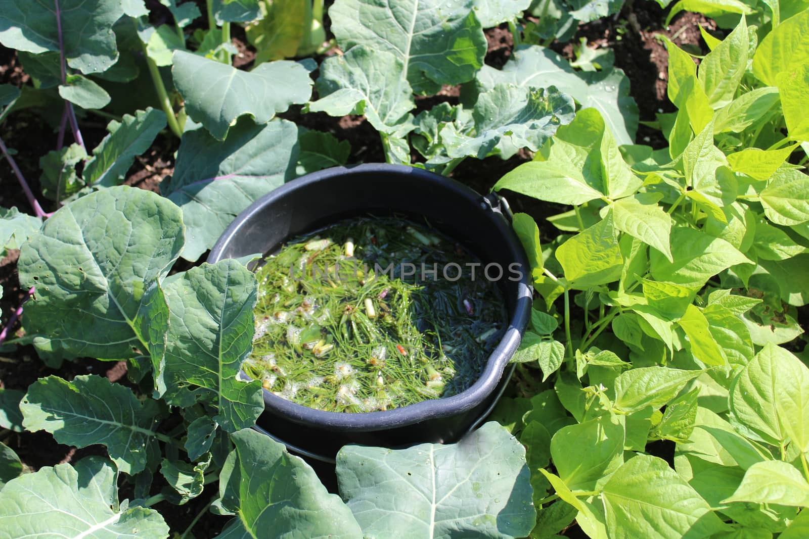 The picture shows liquid manure from herbs in the garden