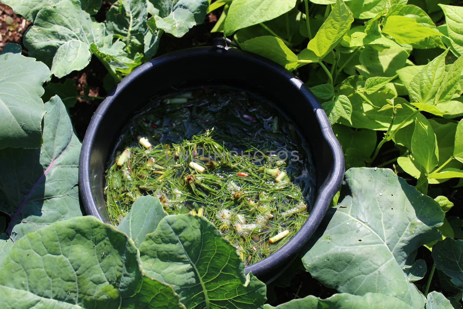 The picture shows liquid manure from herbs in the garden