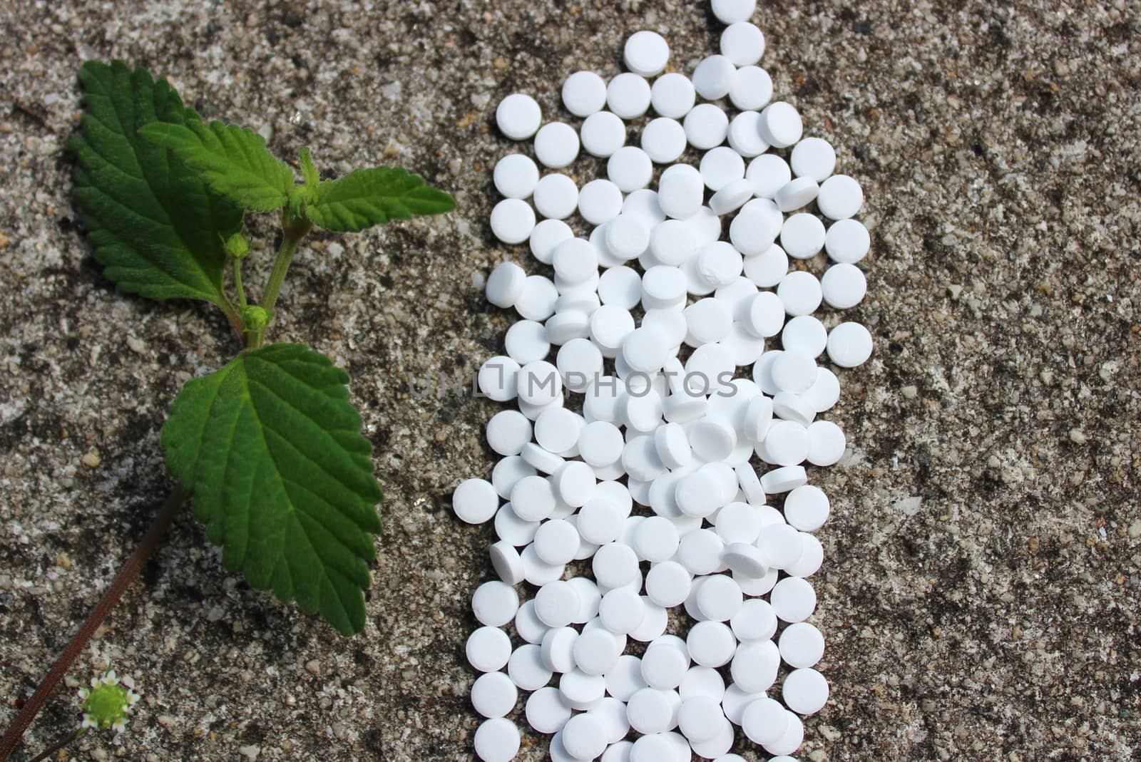 The picture shows candy leaf and sweetener on a stone floor