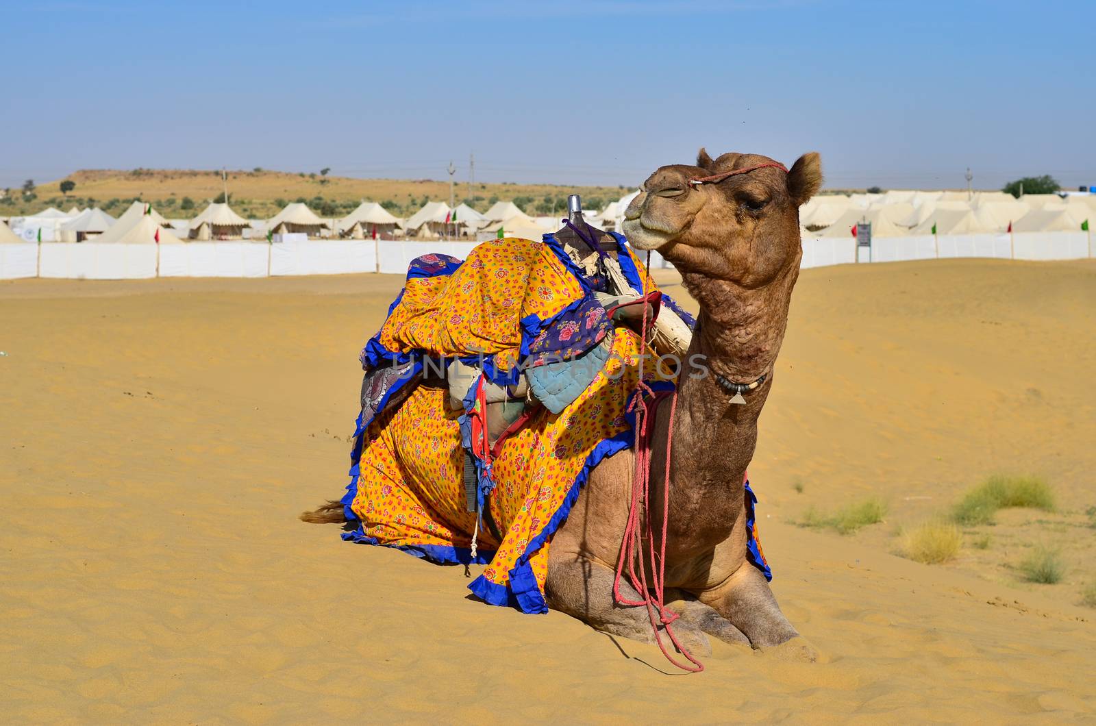 Beautiful camel with decorated clothes sitting, lazying, chewing food while waiting for the tourists in Sam Sand Dunes, Thar Desert, Jaisalmer, Rajasthan, India. Camel is called the ship of the desert
