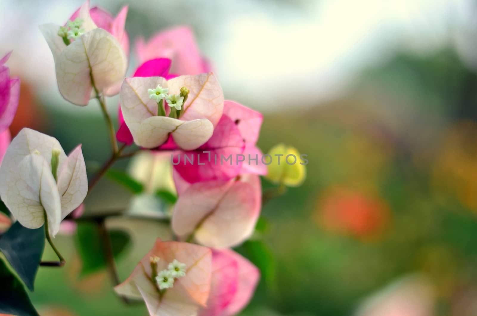 Pink and White Bougainvillea flowers standing out against the backdrop of a garden in India. by jayantbahel