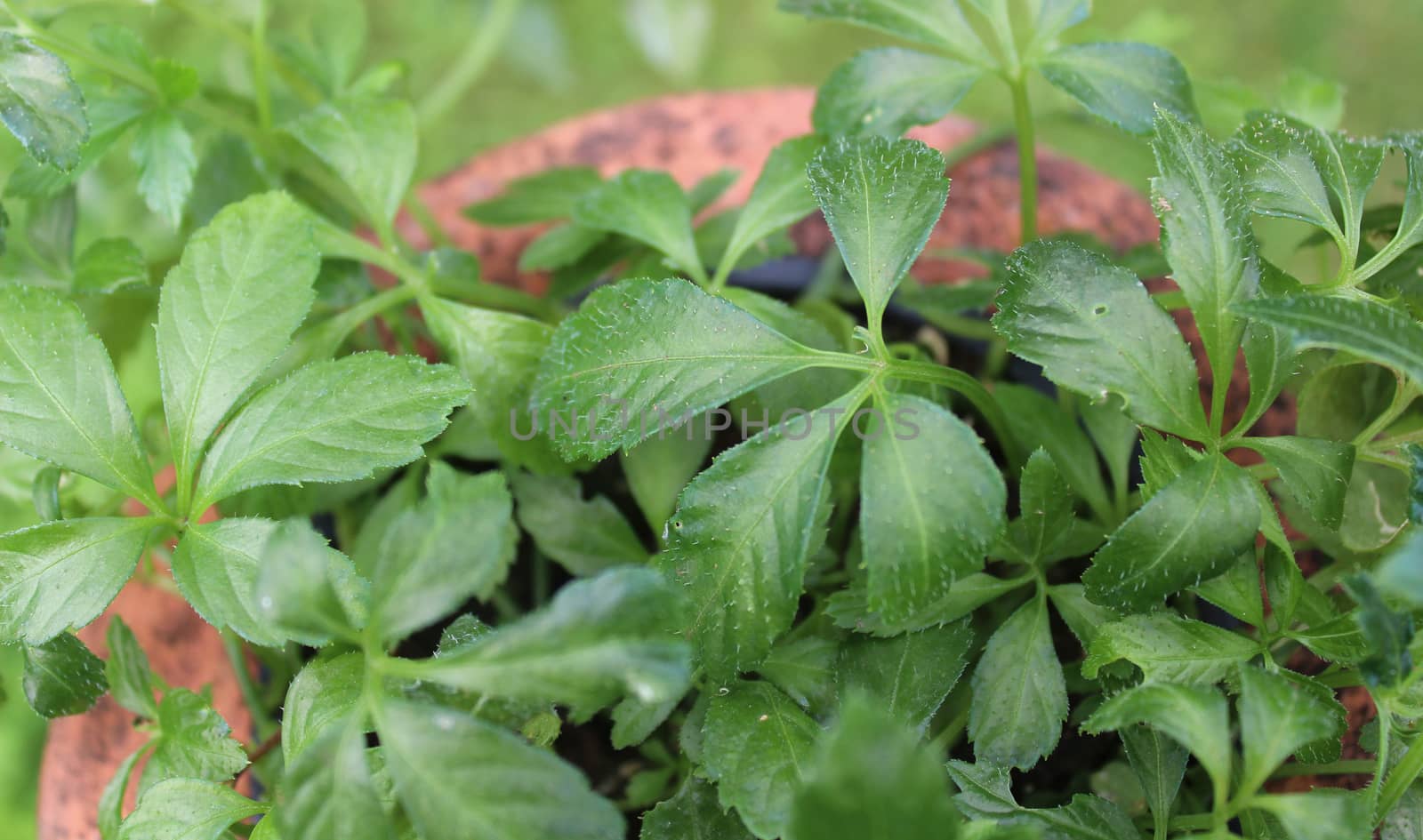 The picture shows healthy jiaogulan in the garden