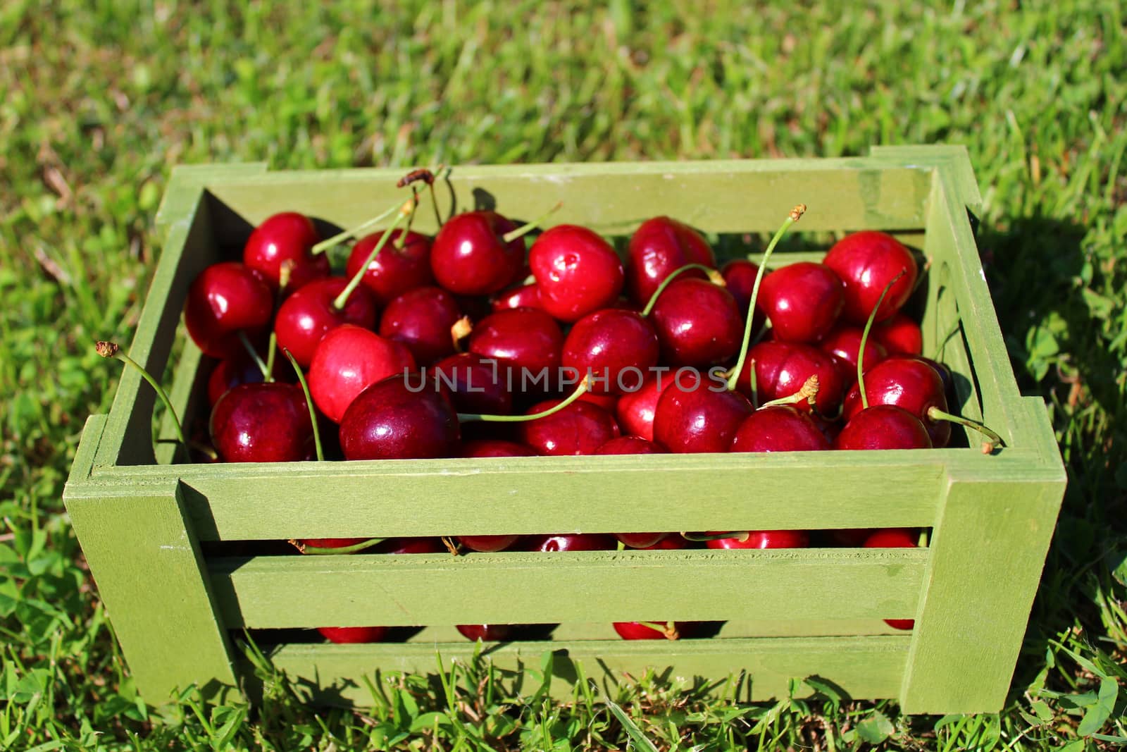 The picture shows harvested cherries in a basket in the meadow