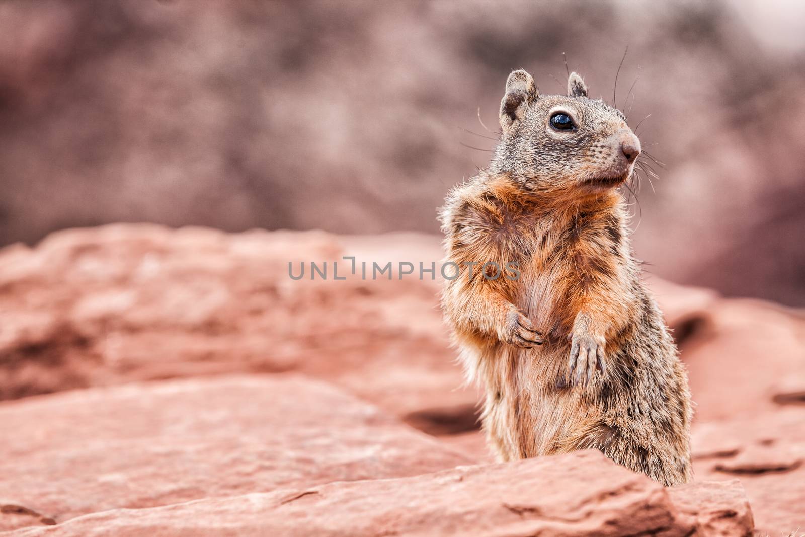 Grand Canyon squirrel wildlife. Cute furry animal looking at camera at Grand Canyon, tourist attraction.