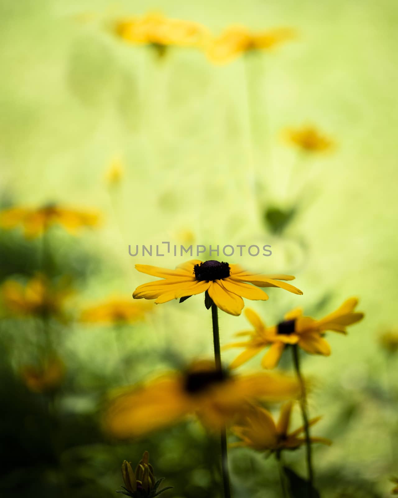 Ethereal view of a group of Black-eyed Susan flowers in the summer sun.