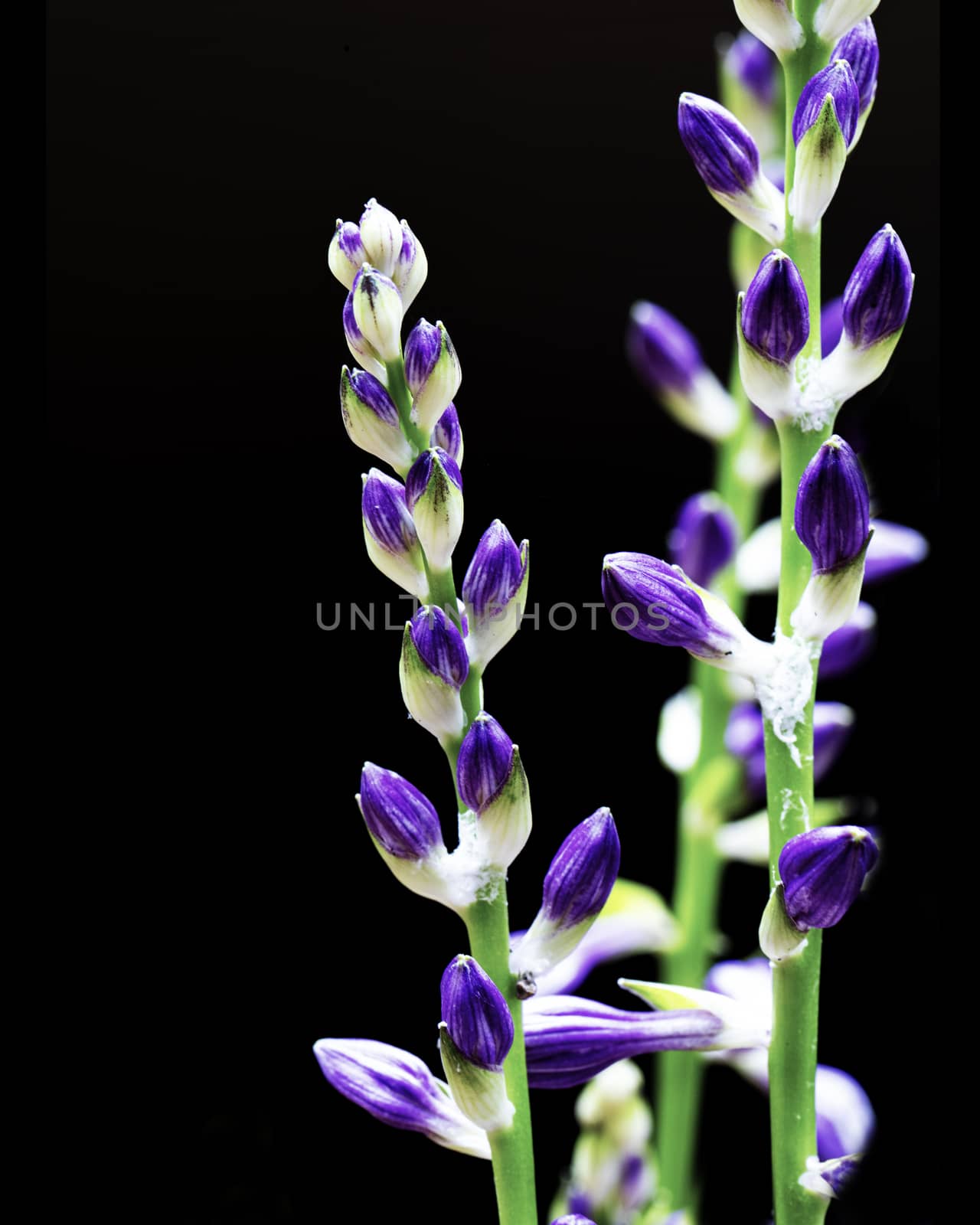 Stalks of Purple Hosta Blooms by CharlieFloyd