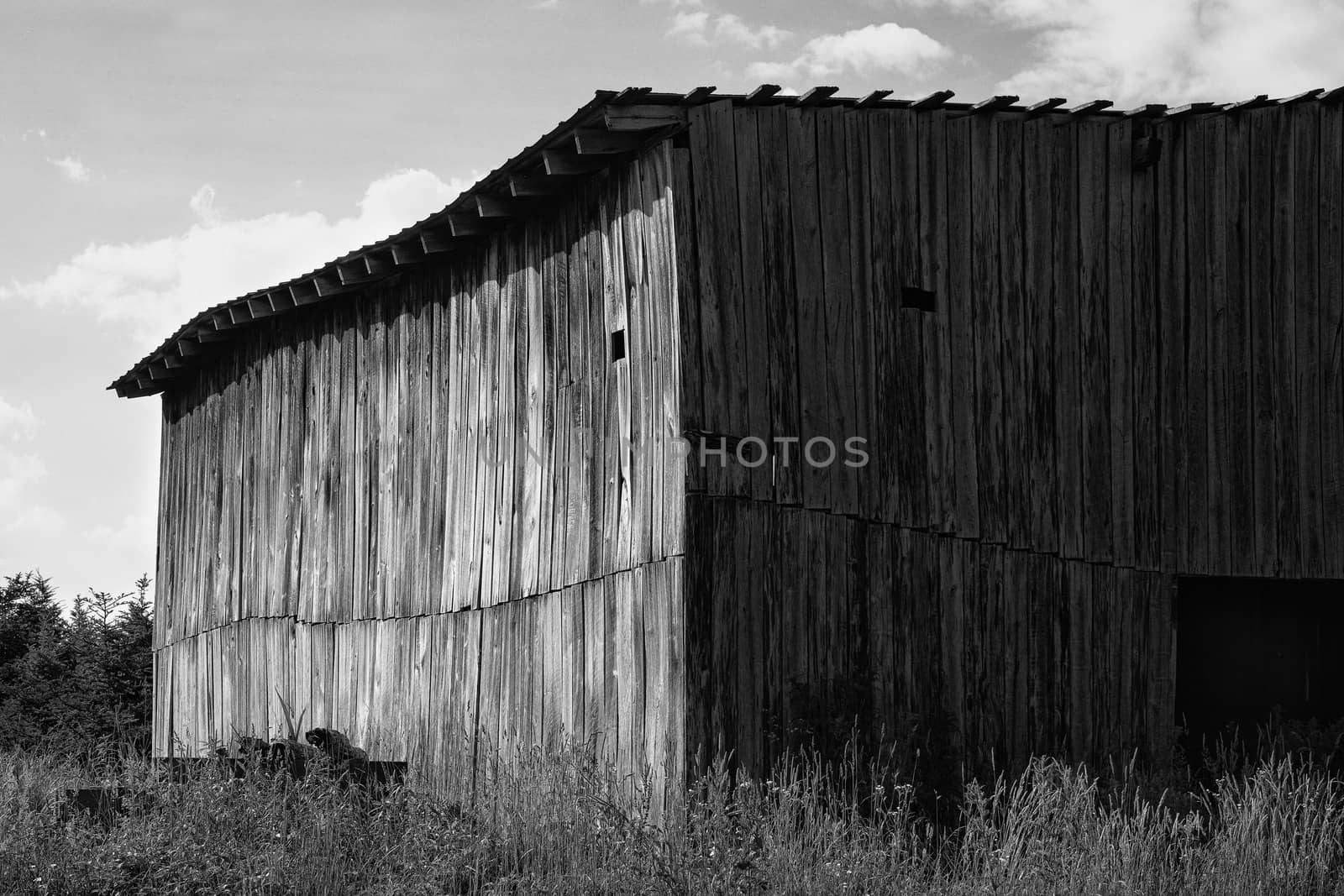 Monochrome view of old wooden barn on former Christmas tree farm.