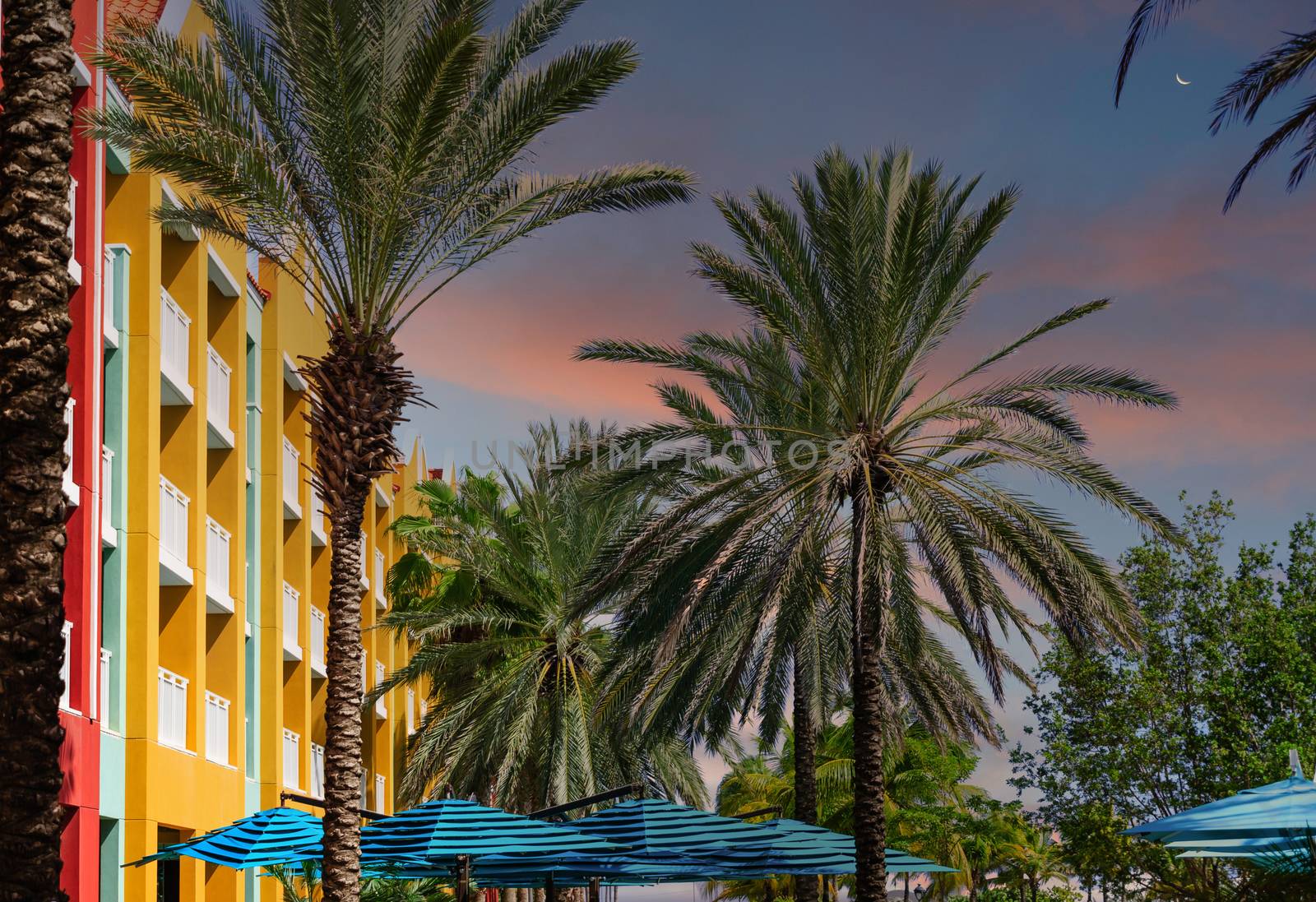 Palm Trees and Terrace Umbrellas at Curaco Resort