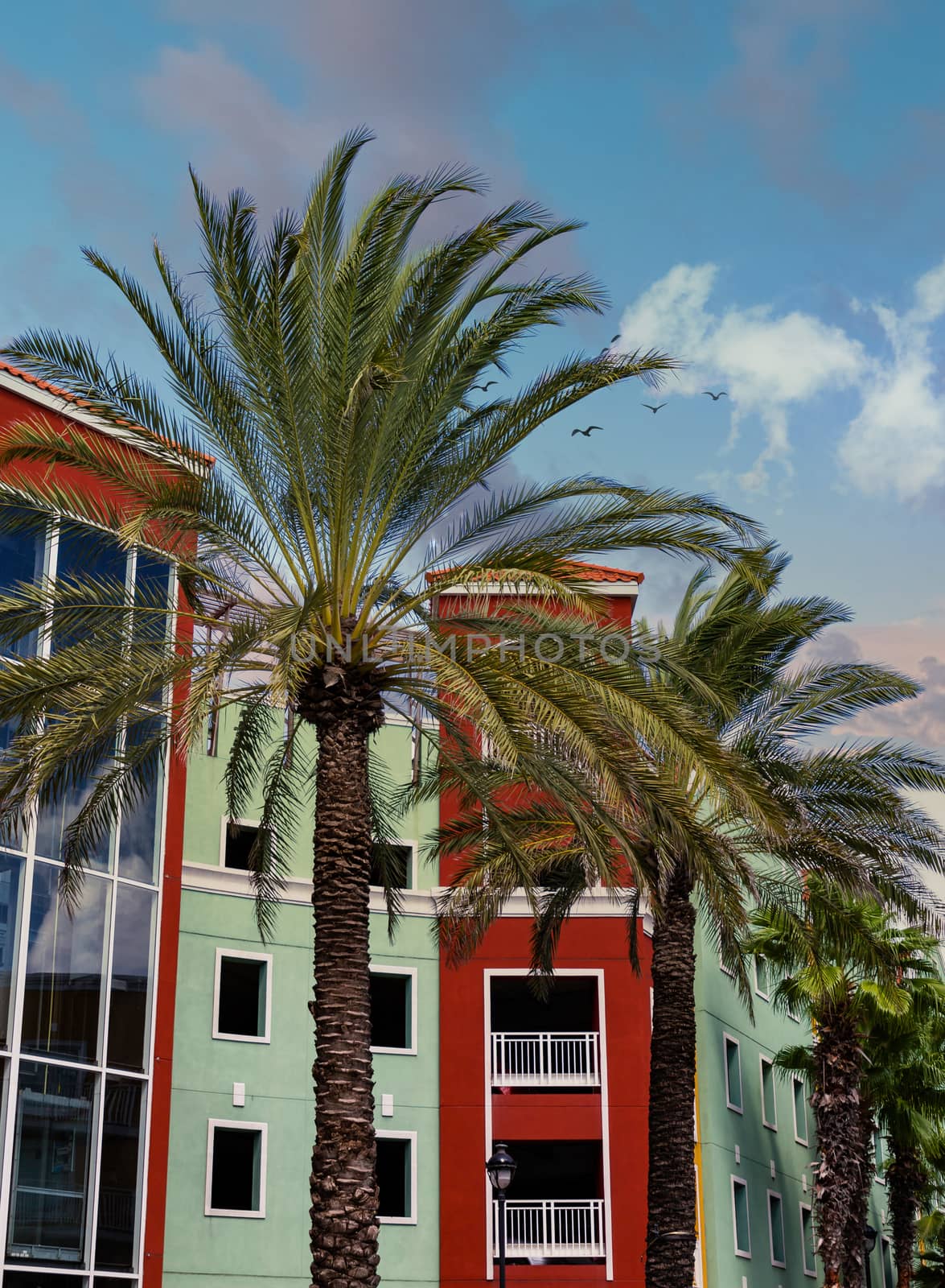 Palm Trees by Red and Green Resort in Curacao