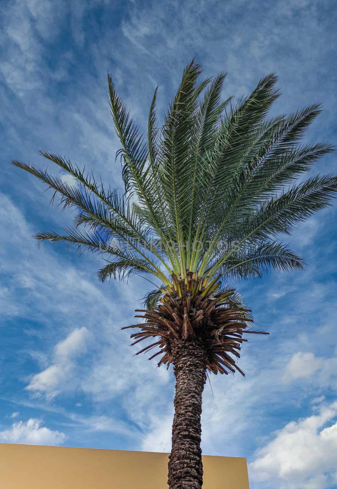 Date Palm Tree in Tropical Curacao Sky