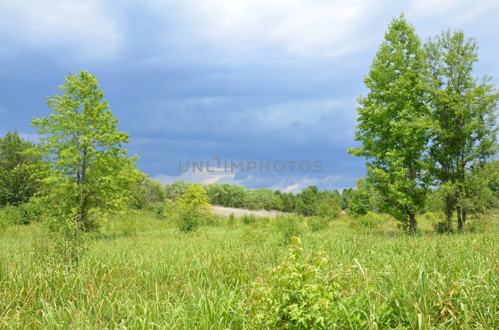 field of green grass and trees and rain or storm clouds
