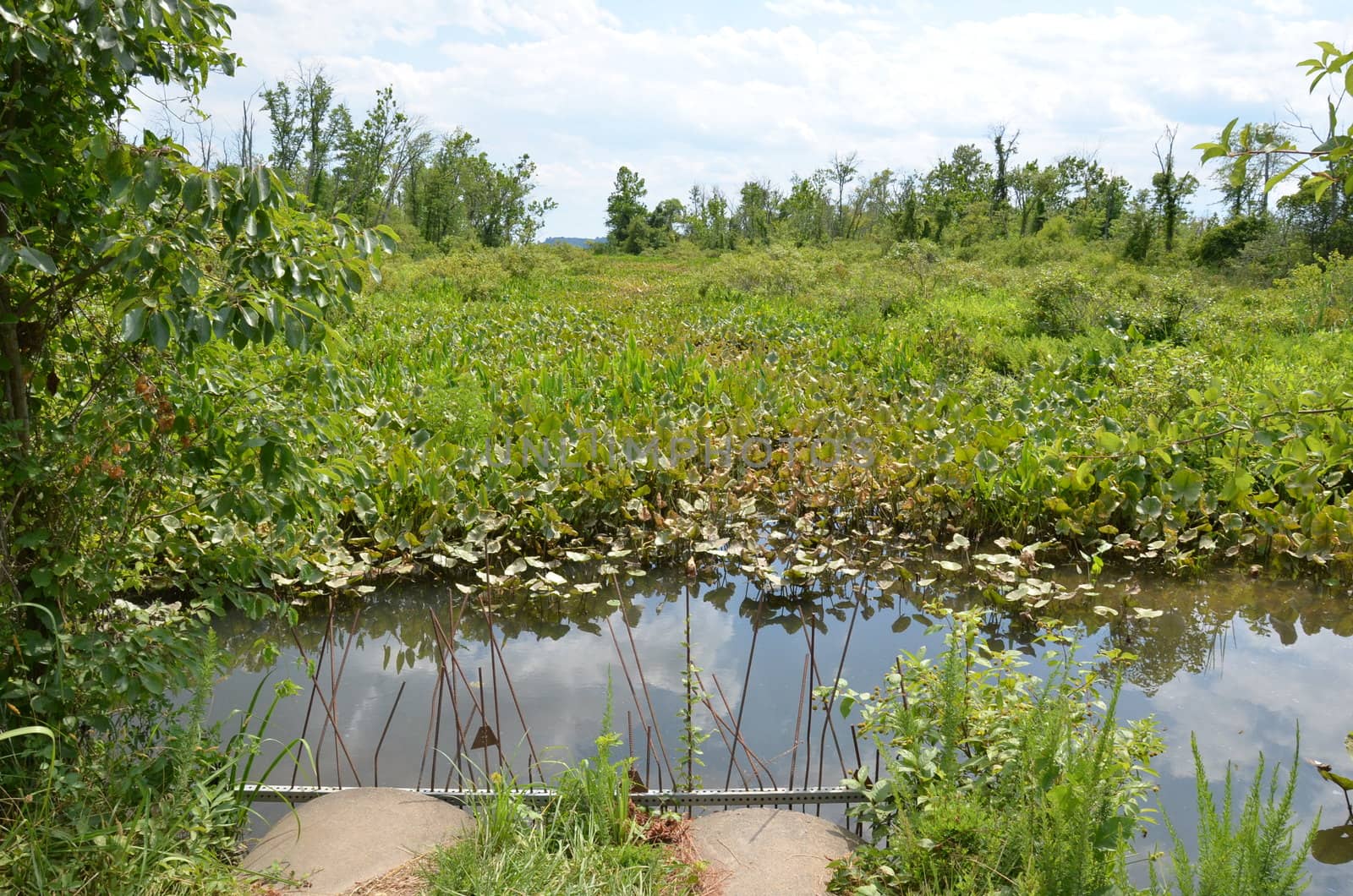 green lily pads and water with metal bars in wetland or marsh environment