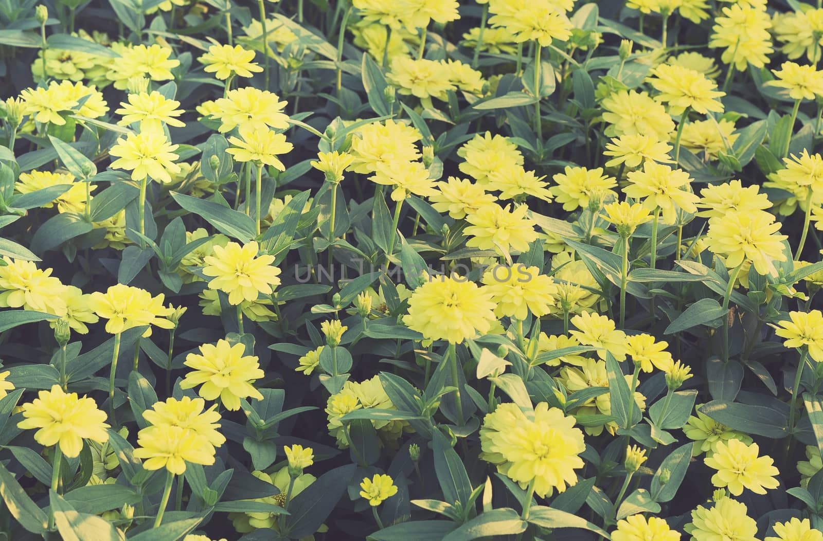 Soft light yellow zinnia flower field background, vintage and retro style  