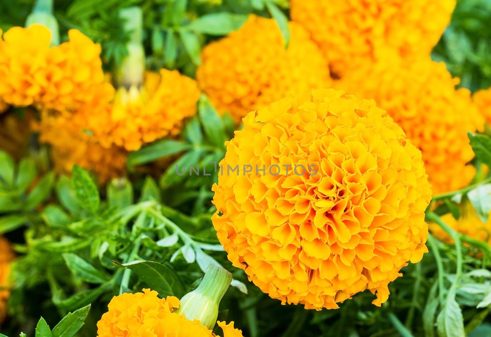 Group of beautiful marigold flower or Tagetes erecta, Aztec marigold, African marigold, Mexican marigold etc.