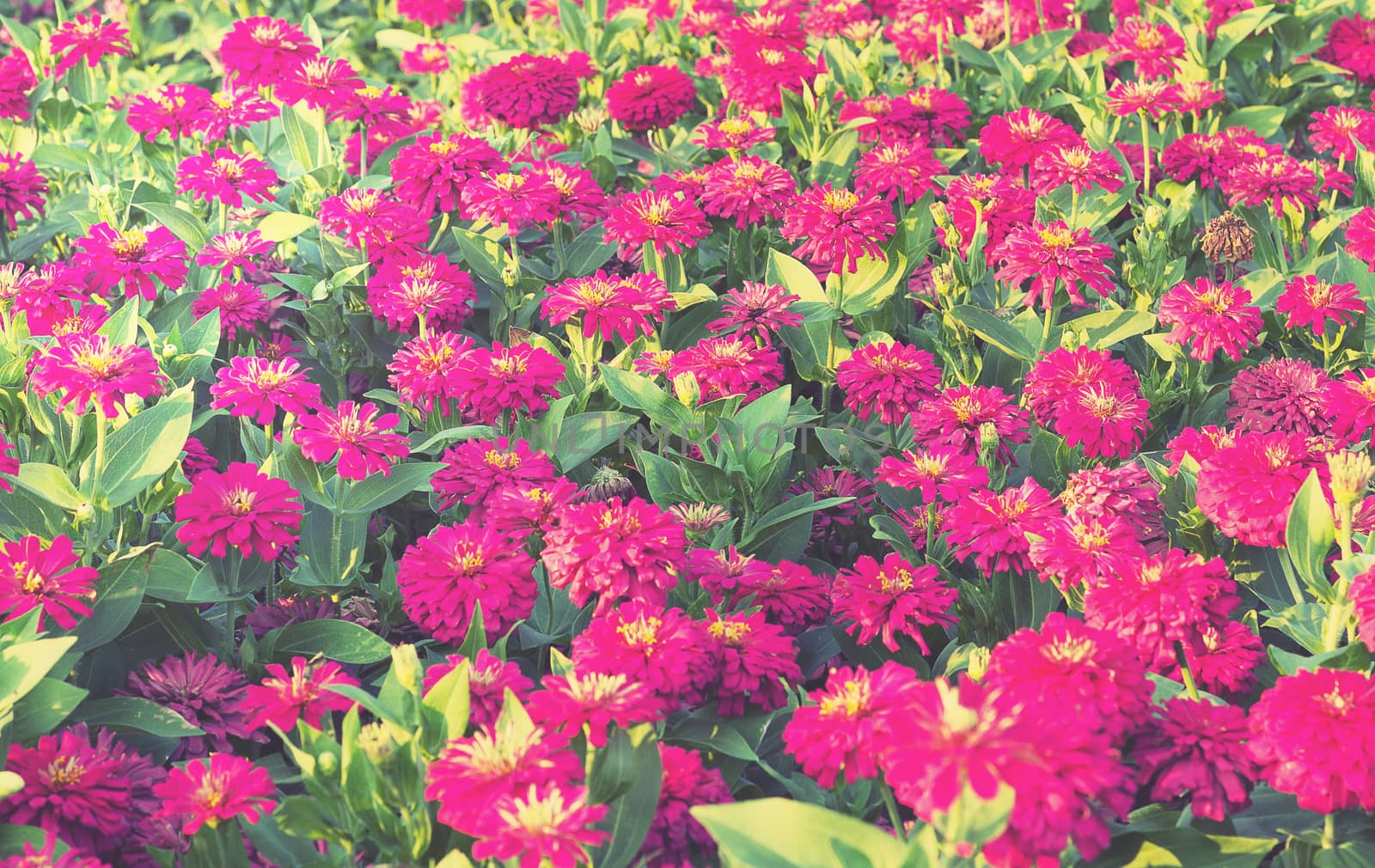 Soft light zinnia flower field background, vintage and retro style  