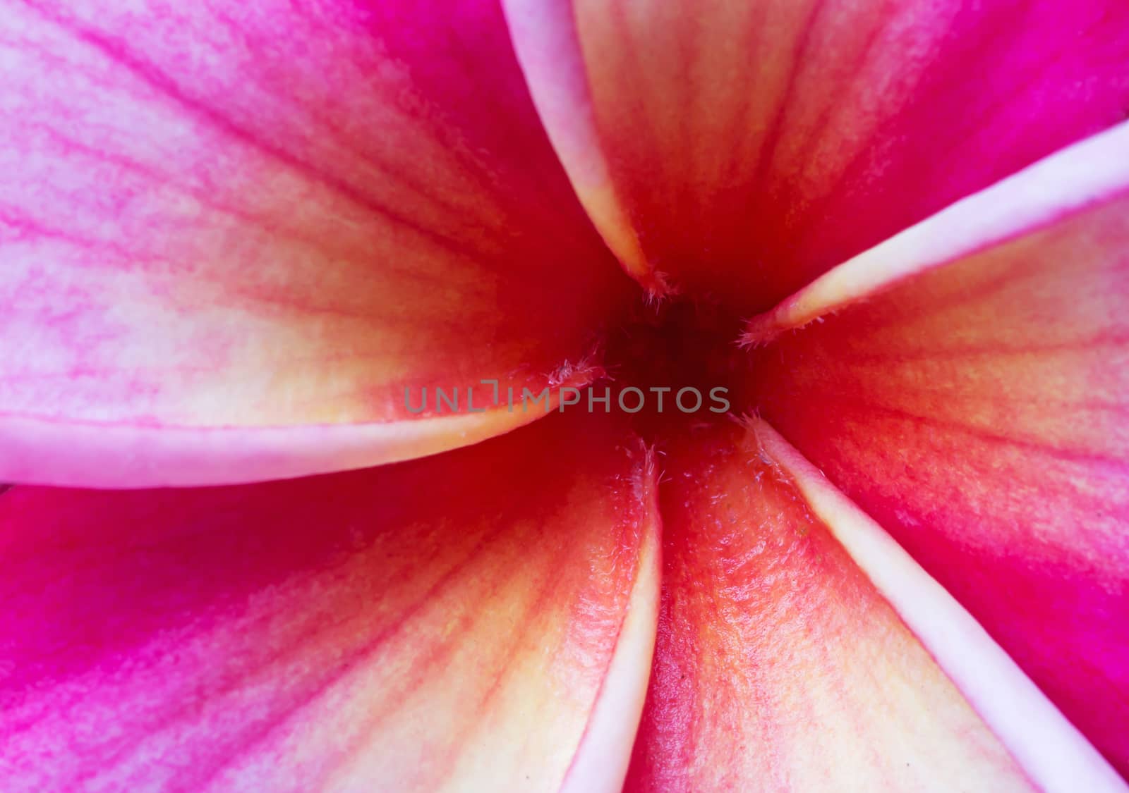 close up pink plumeria flower background, nature abstract