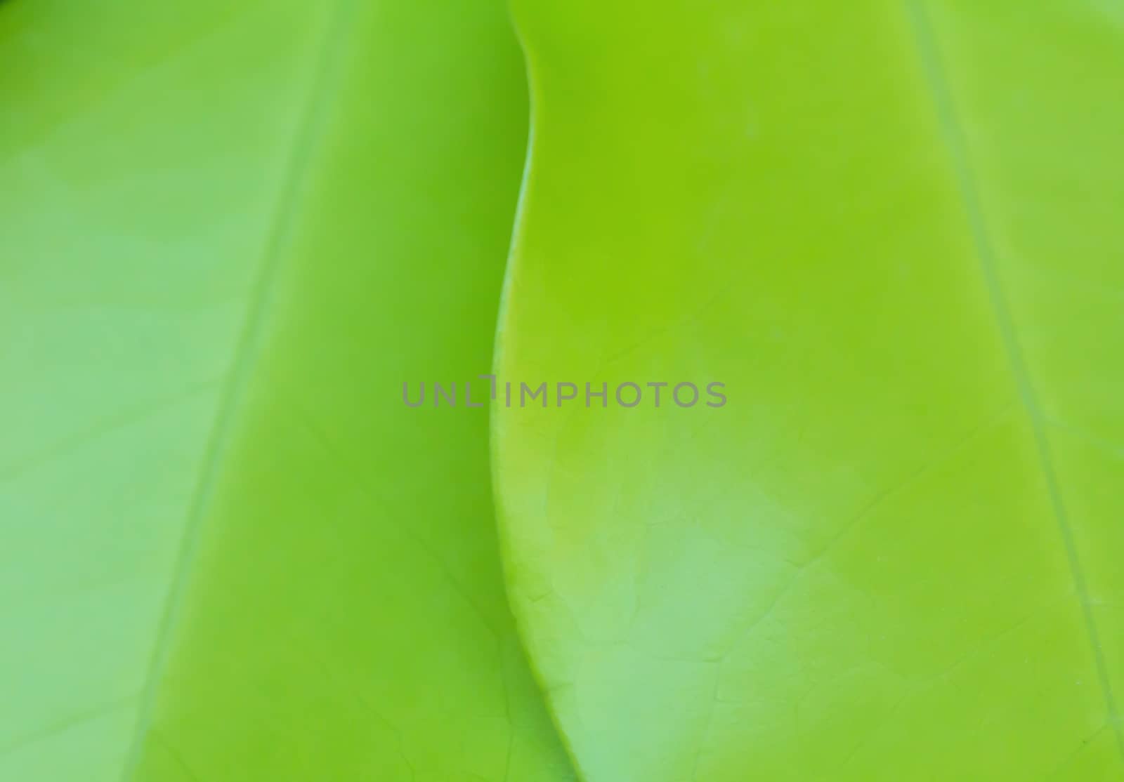 Nature abstract blur background, green leaf shape, ecology concept