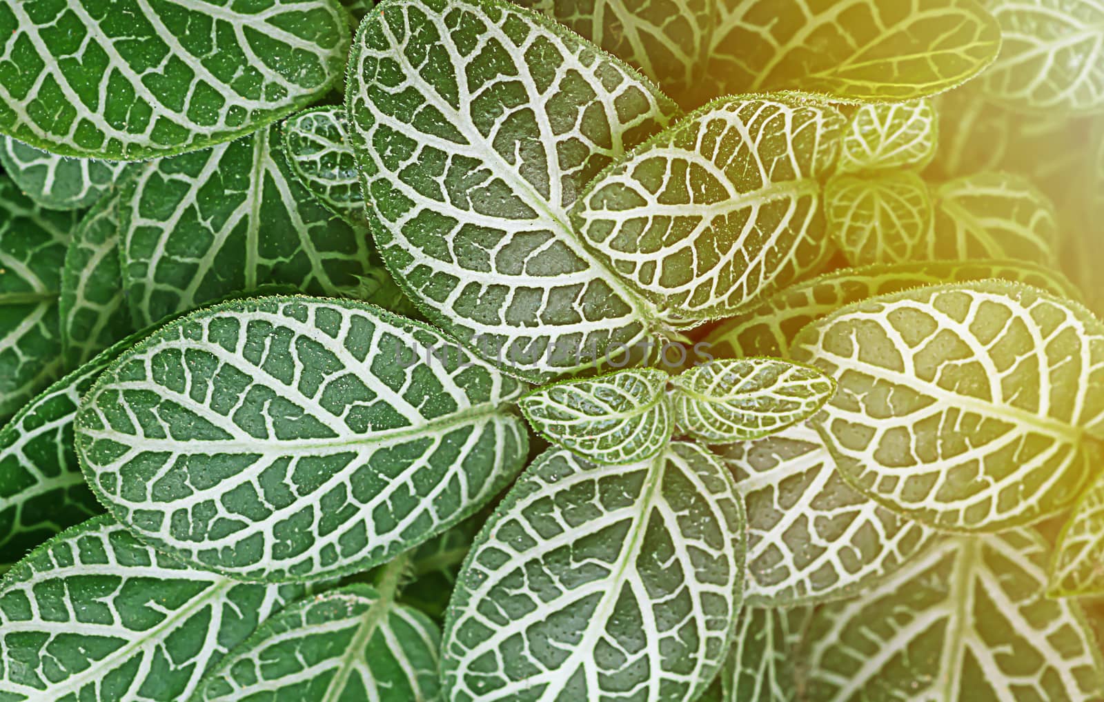 Nature abstract background, group of green leaf with sunlight, ecology concept