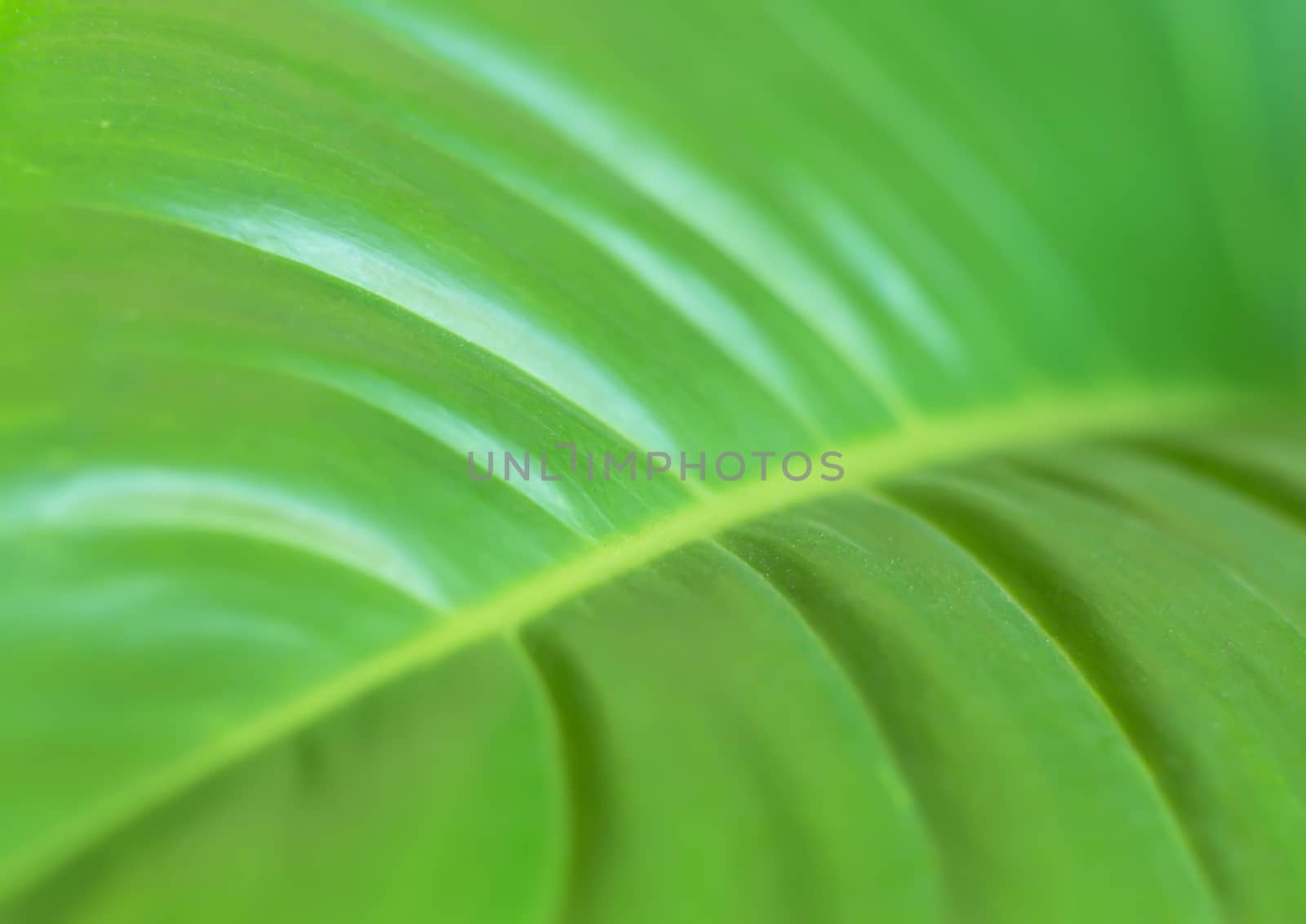 Nature abstract blur background, green leaf texture, ecology concept