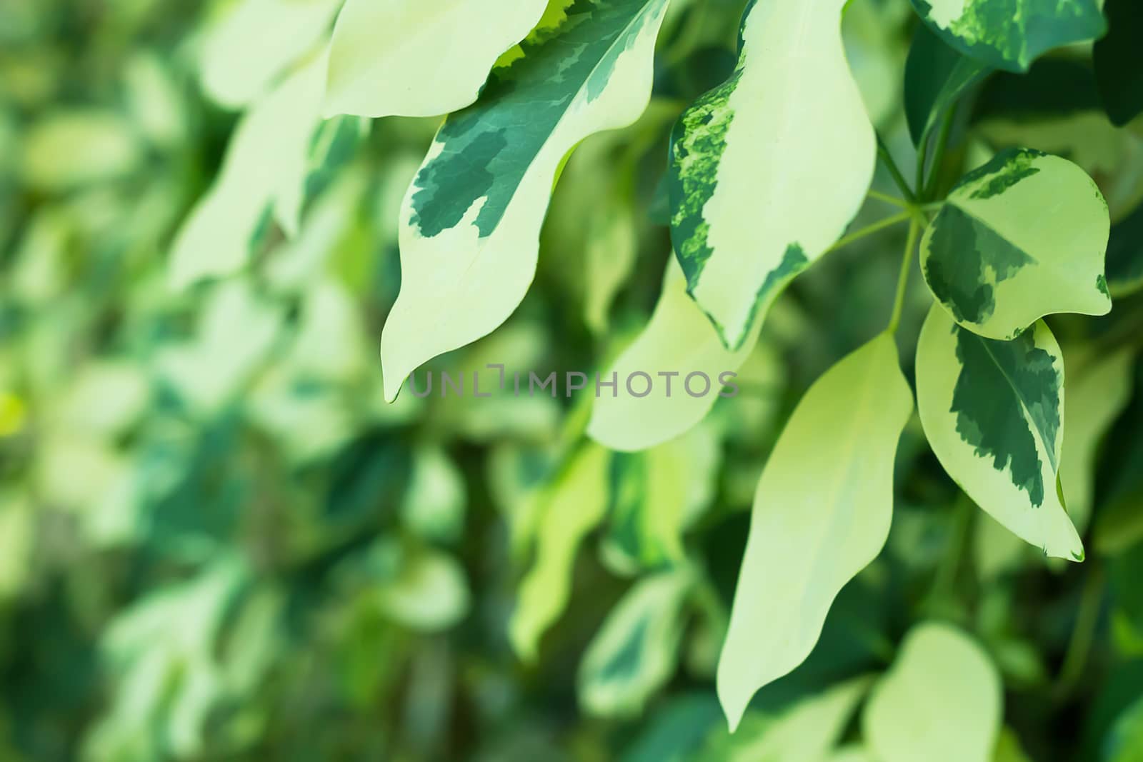 Nature abstract background, green leaf, ecology concept