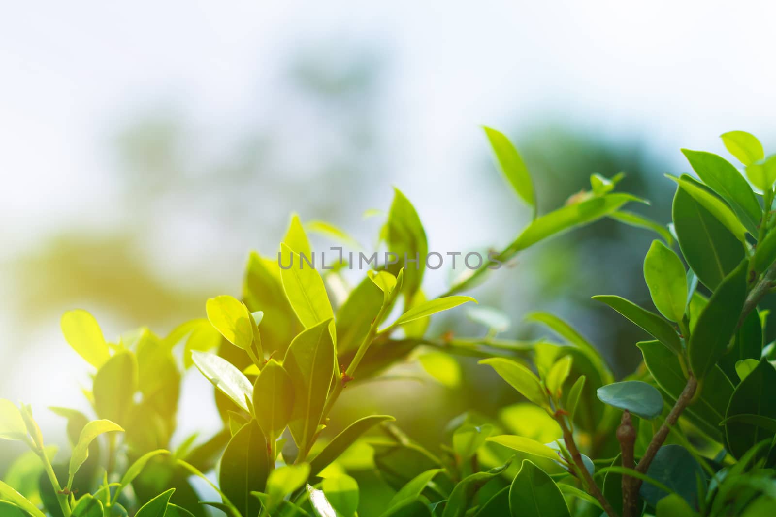 Nature abstract background, sun light on green leaf, ecology concept
