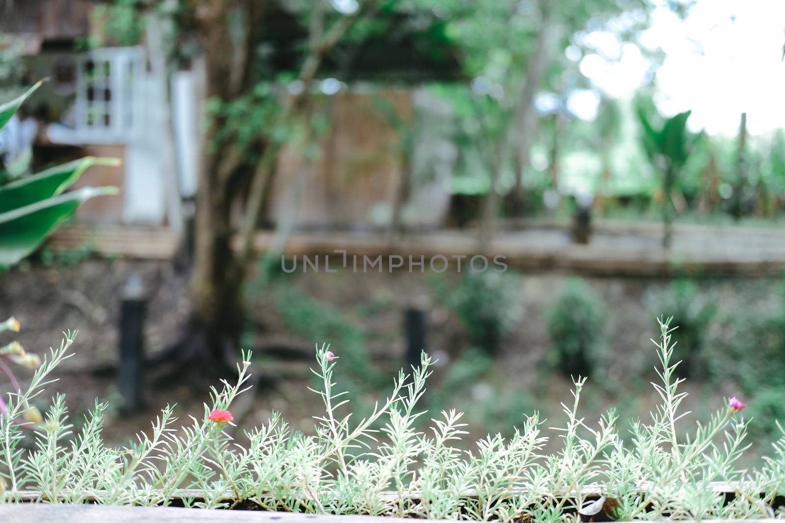 green plant leaves in flowerpot decorating on terrace balcony