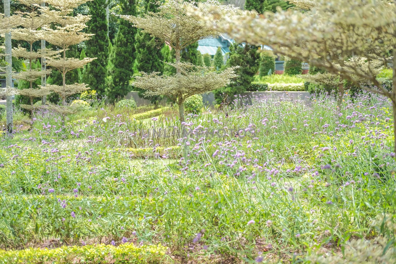 green natural leaves plant tree. flower nature garden park view