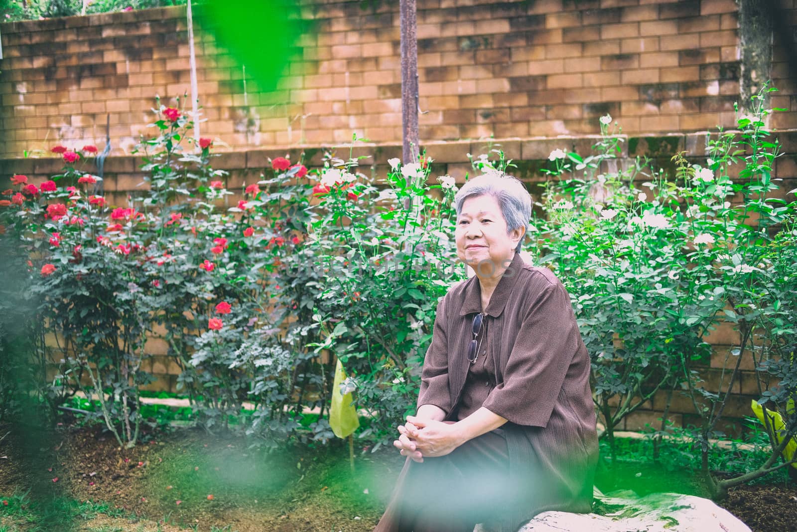 elder woman resting in rose flower garden. asian elderly female relaxing outdoors. senior leisure lifestyle