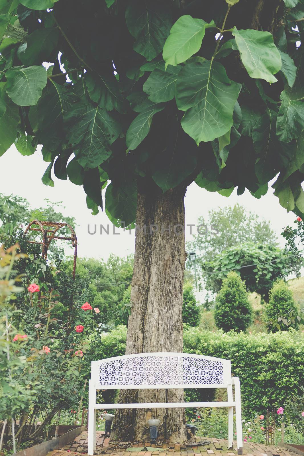 white metal iron bench seat chair under big tree in rose garden park in spring summer