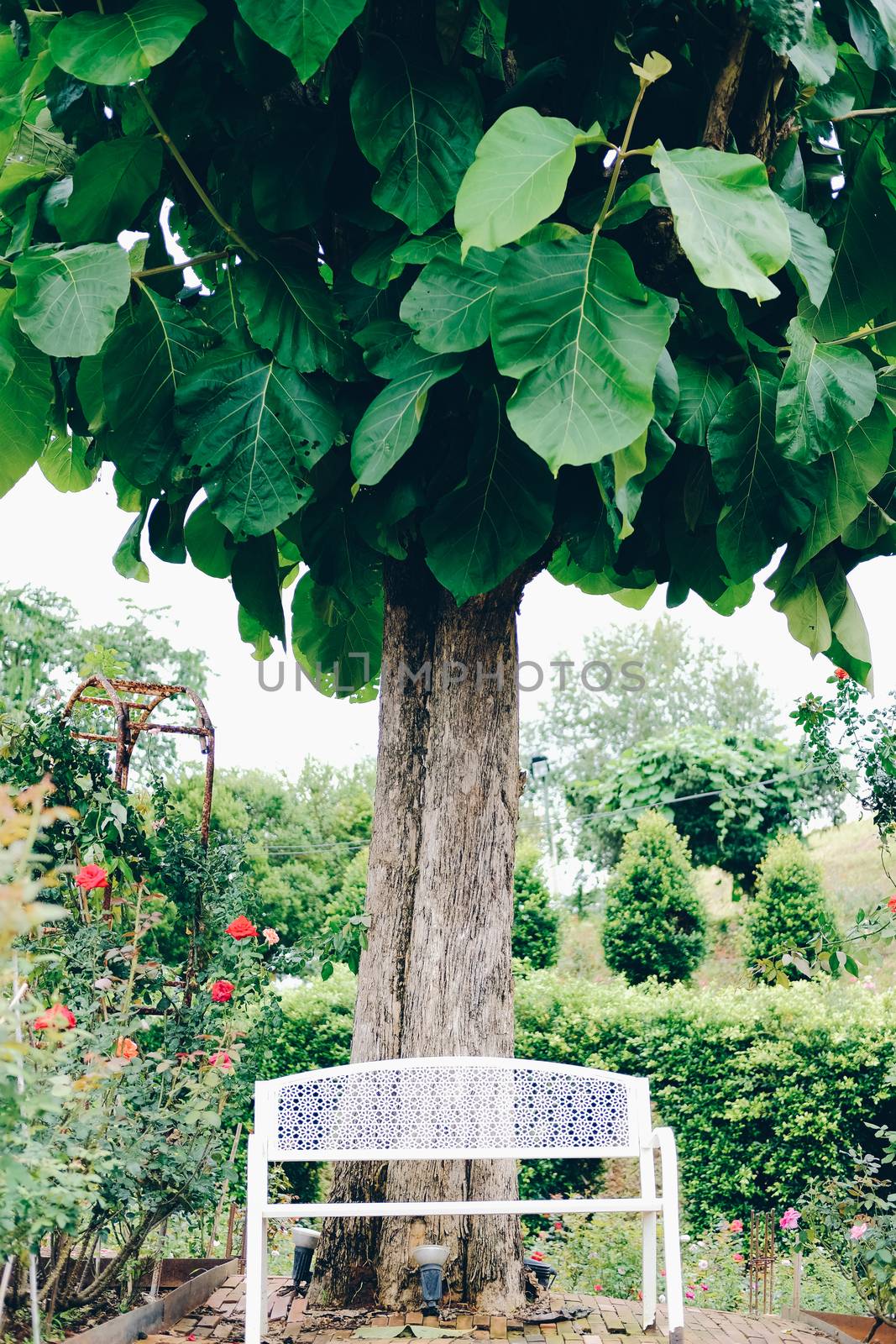 big tree & white metal iron bench seat chair in rose garden park in spring summer