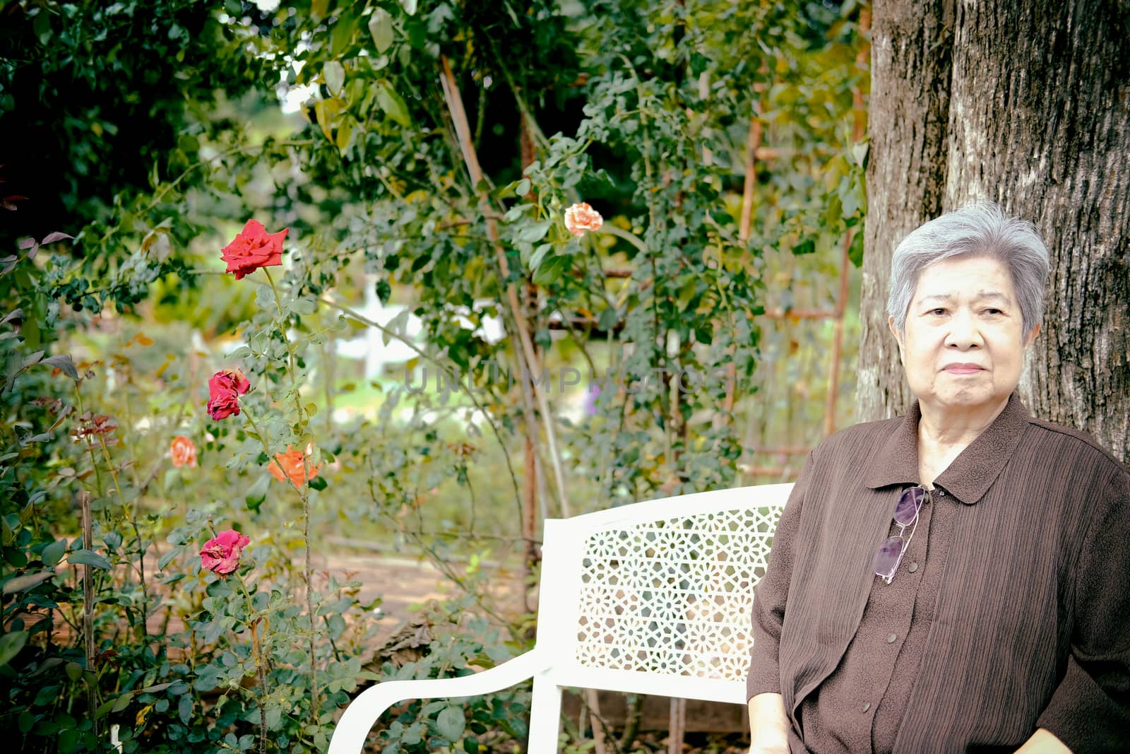 elder woman resting in rose flower garden. asian elderly female relaxing outdoors. senior leisure lifestyle
